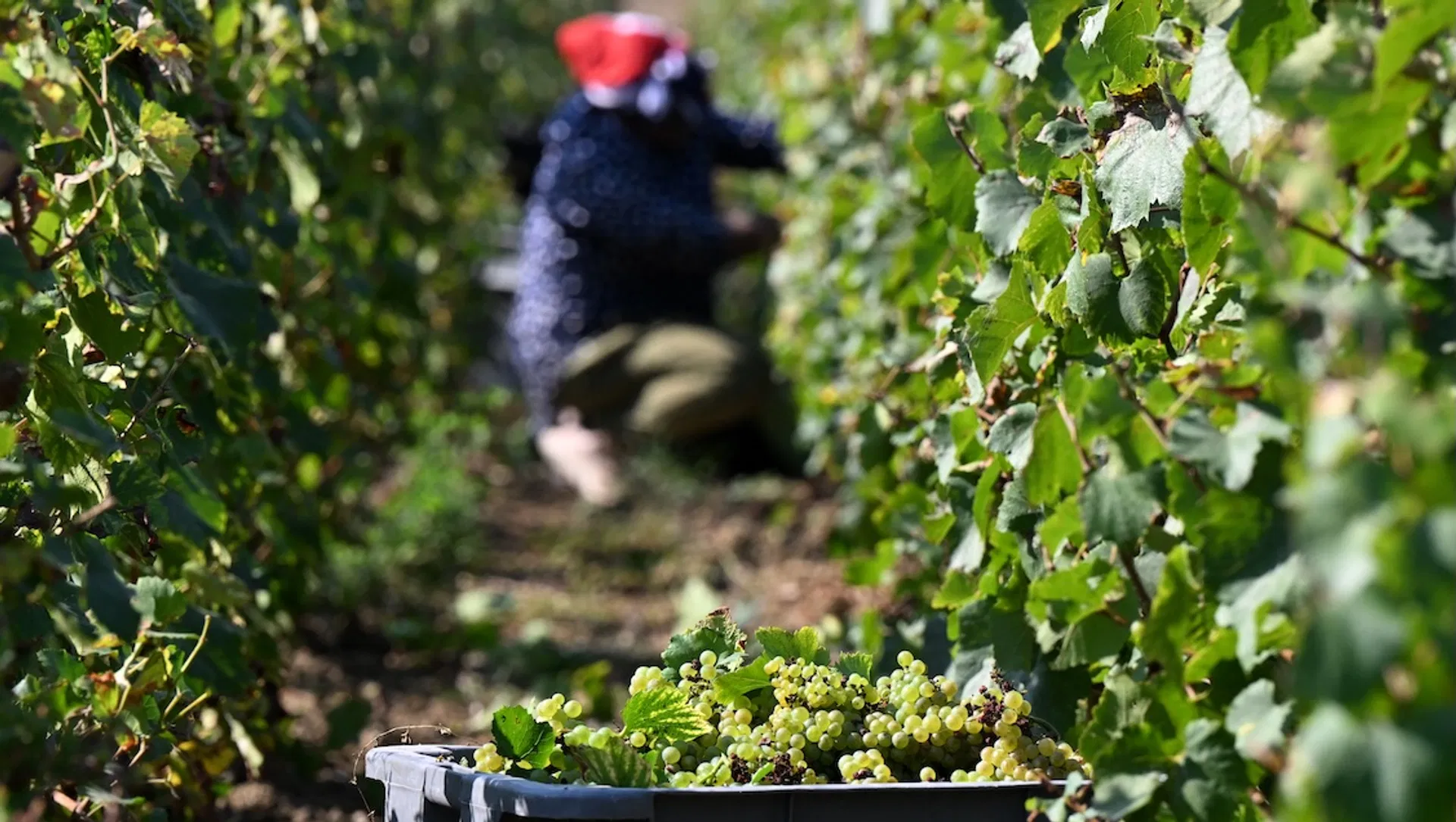 Afbeelding van Dakloze, onderbetaalde arbeidsmigranten plukken in Frankrijk de druiven voor peperdure champagne