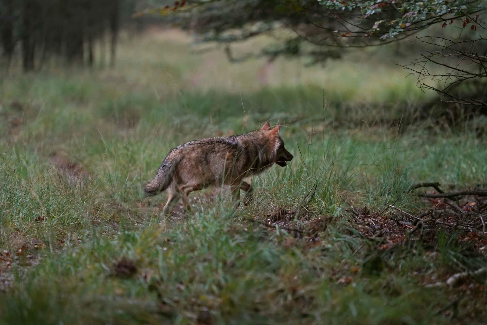 Afbeelding van Koester de wolf, want waar de wolf opduikt bloeit de natuur op