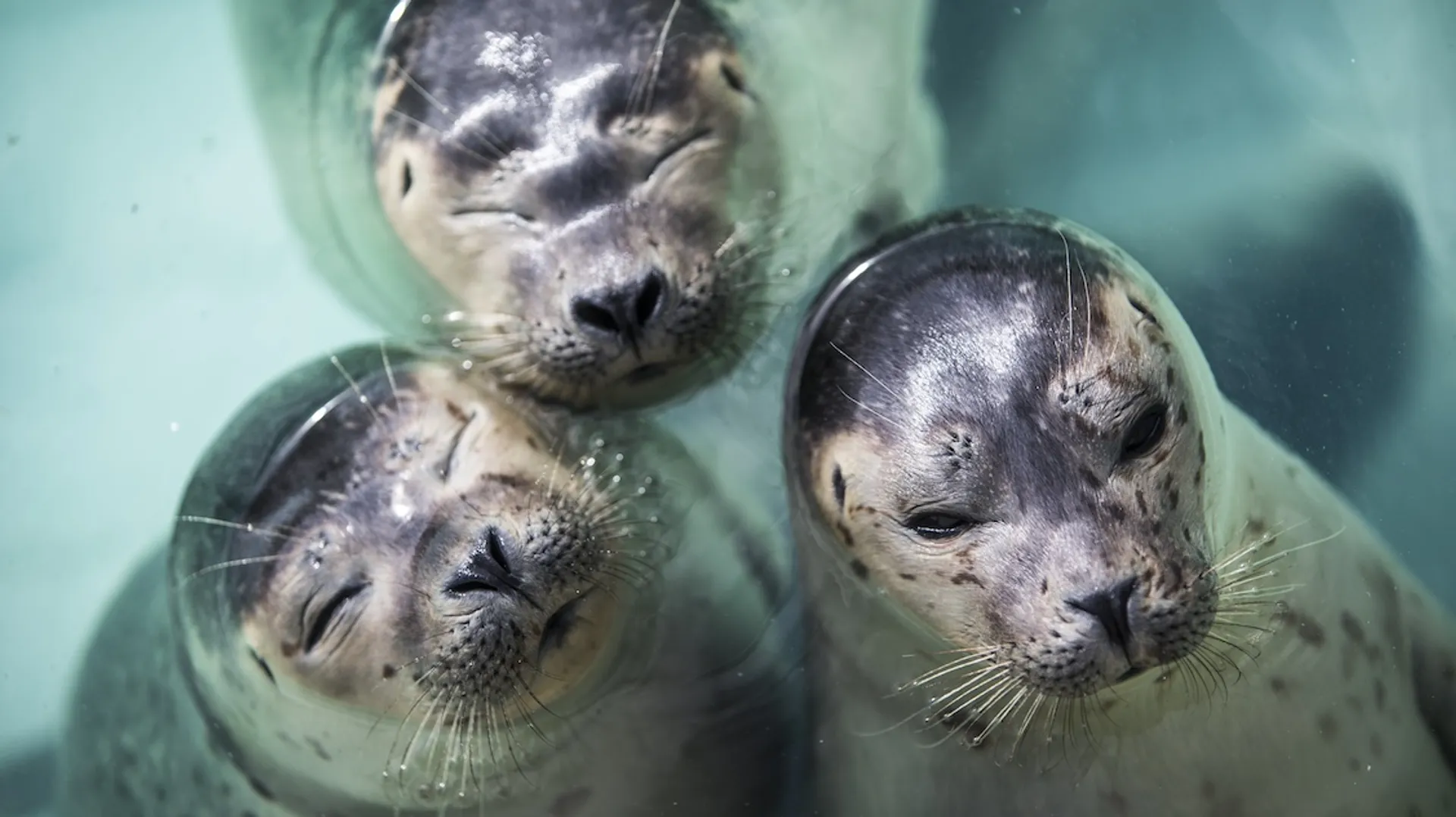 Afbeelding van Hulpbehoevende zeehonden als toeristische attractie