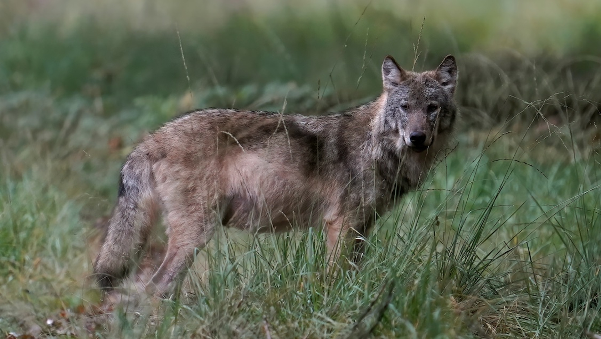 Afbeelding van Dierenbeschermers klagen schapenboer aan die wolfaanvallen zou gebruiken als verdienmodel