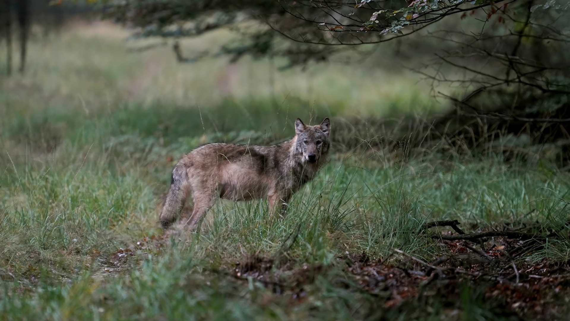 Afbeelding van Wraakzuchtige boeren nemen wolf te grazen, Europa draait bescherming terug