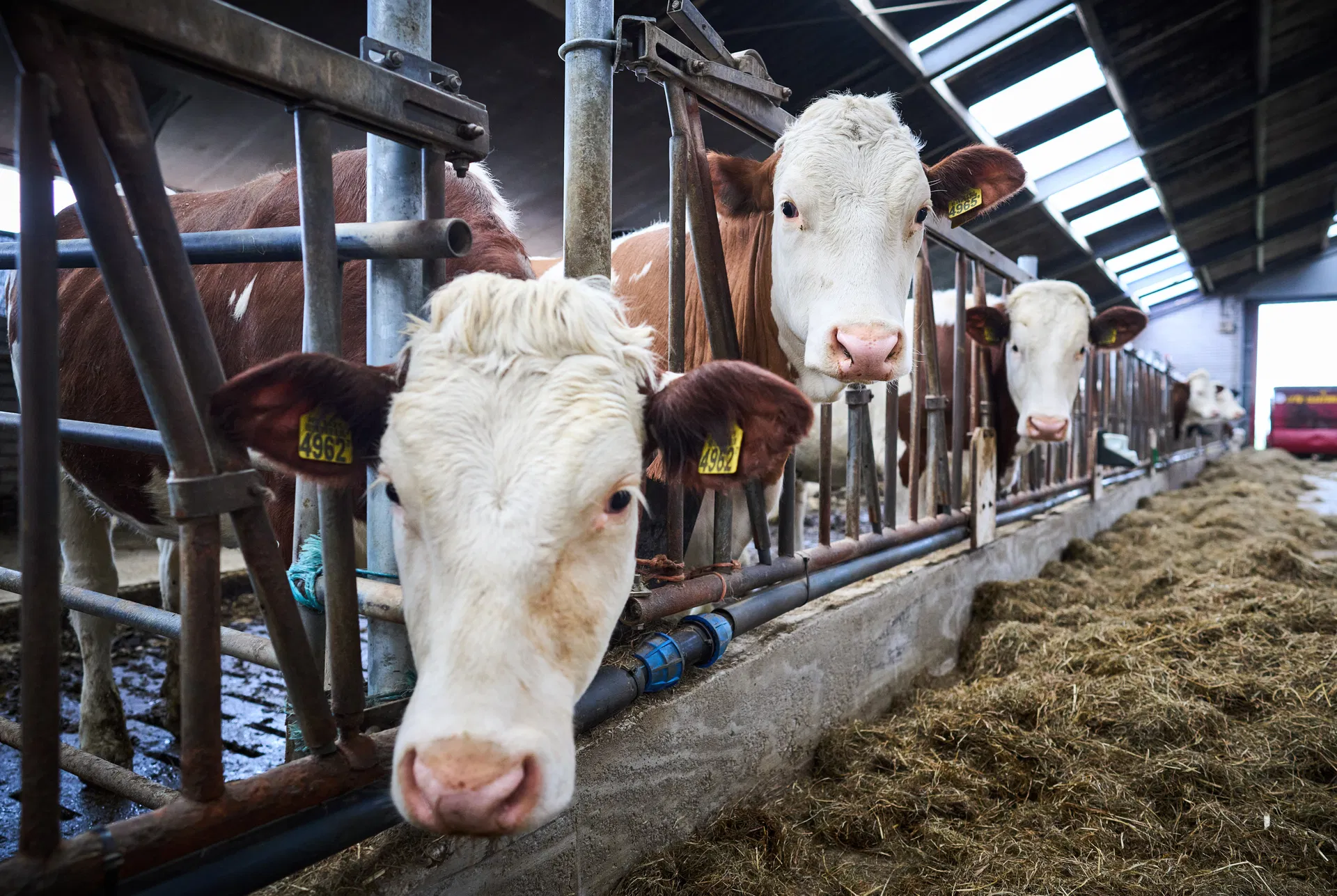 Bird flu mutates from cows into different type, bringing new human pandemic closer – Job