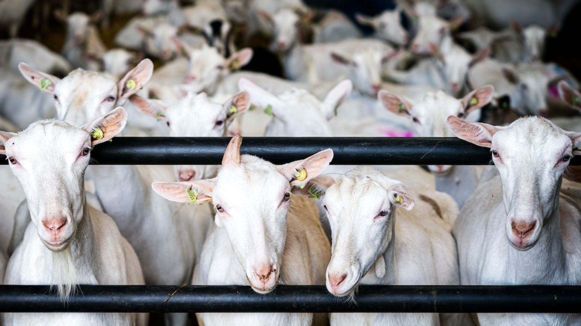 Afbeelding van Dierwaardige veehouderij kan veel leren van dierproeven