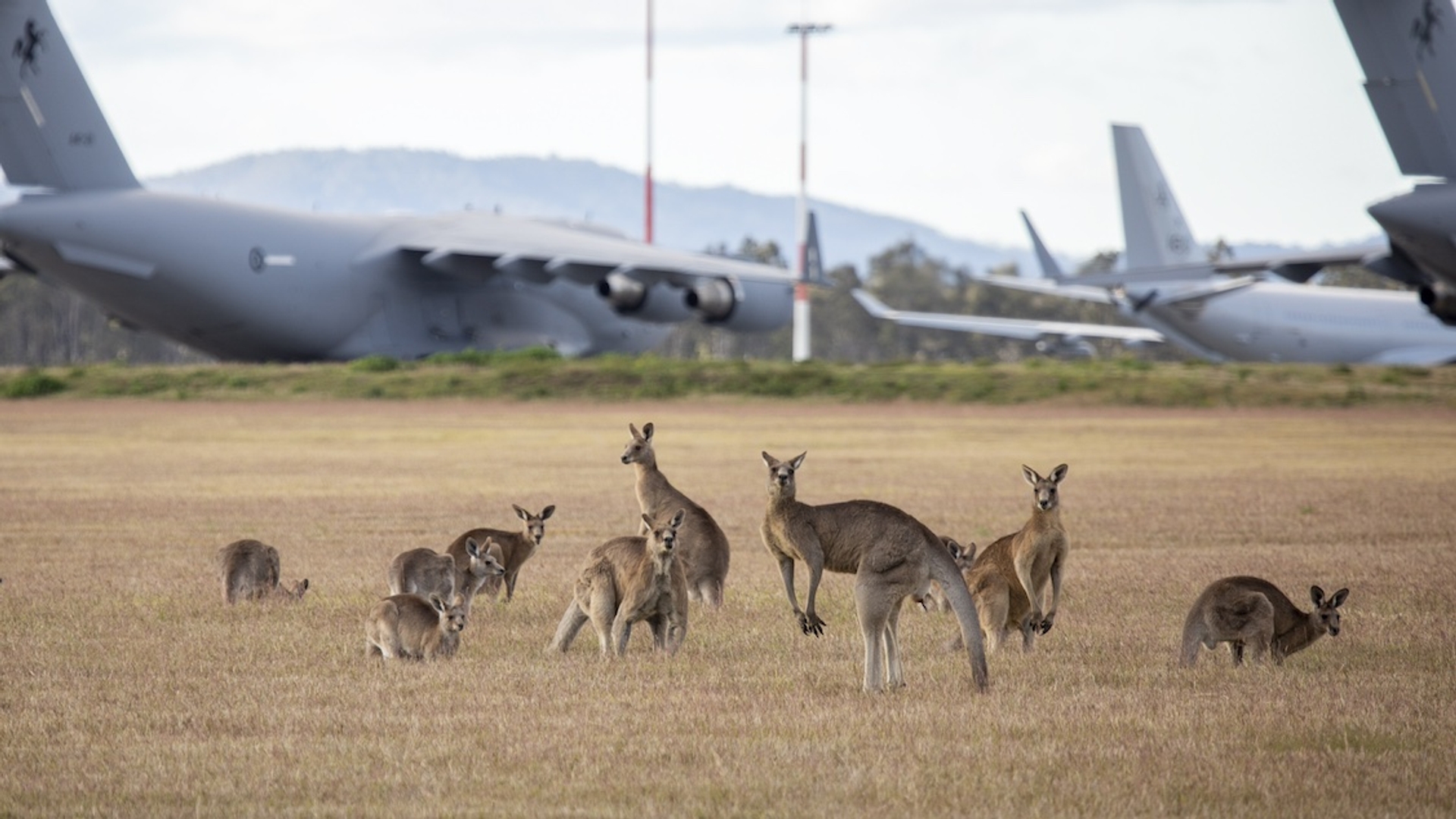 The Australian Armed Forces will recruit immigrants because no one wants to join the army anymore – Job