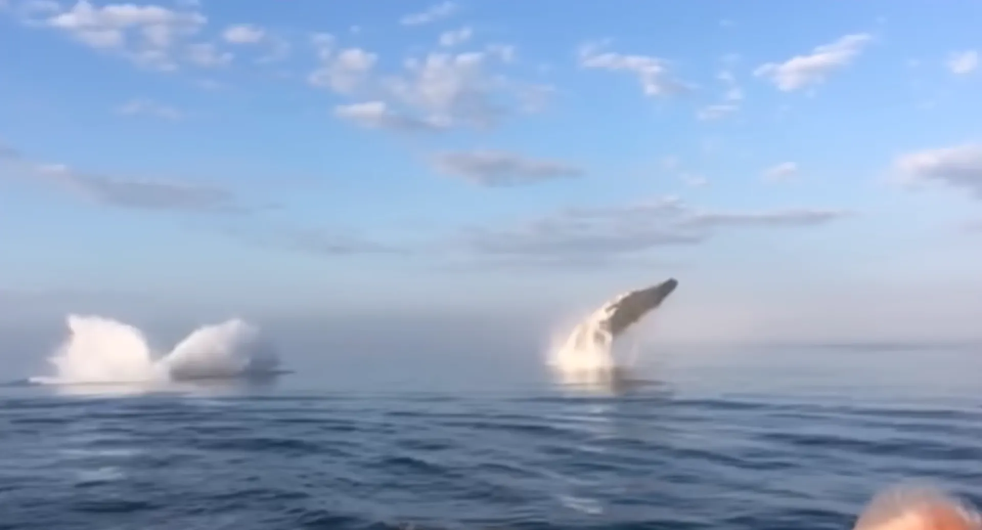 Afbeelding van Video: adembenemend waterballet van 3 walvissen