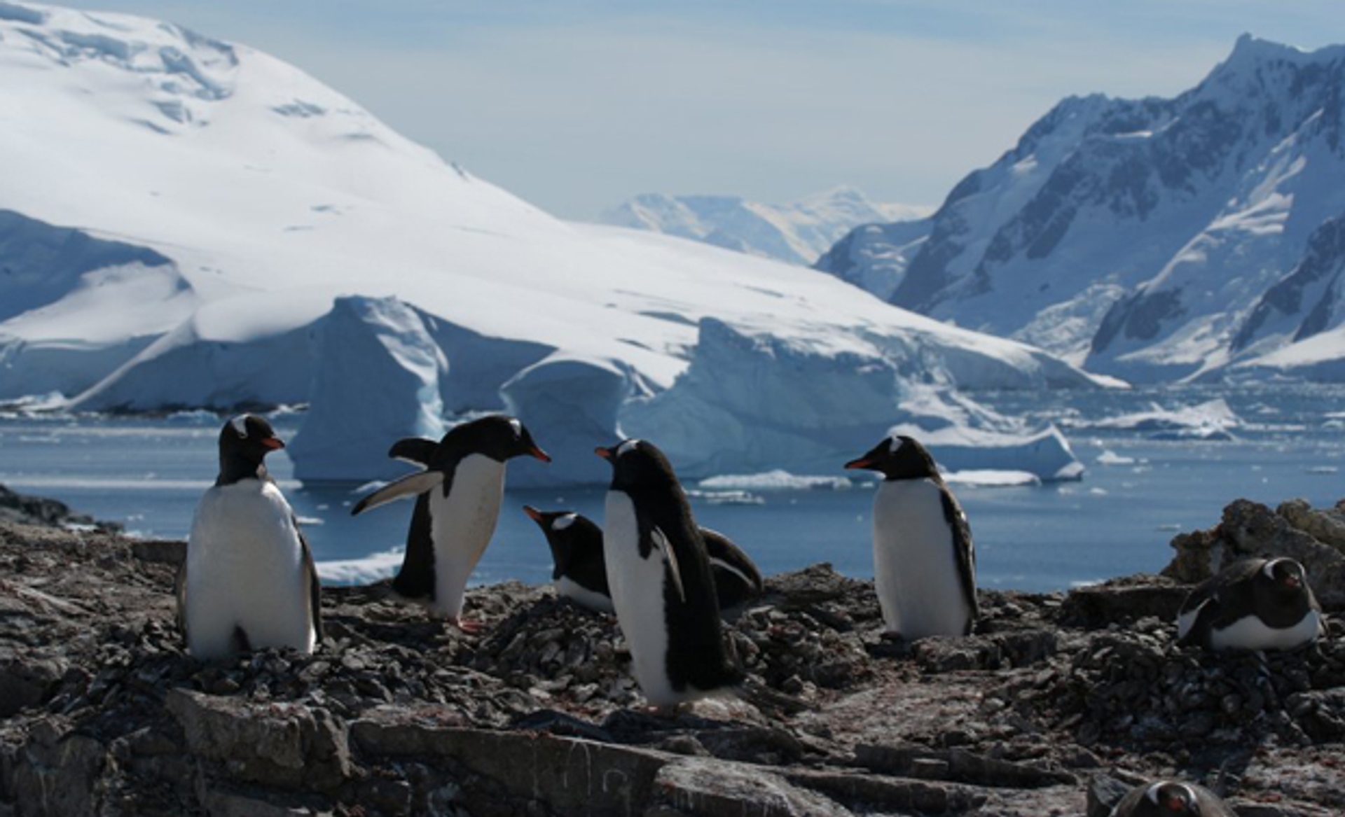 RTEmagicC_Antarctica_620.jpg.jpg
