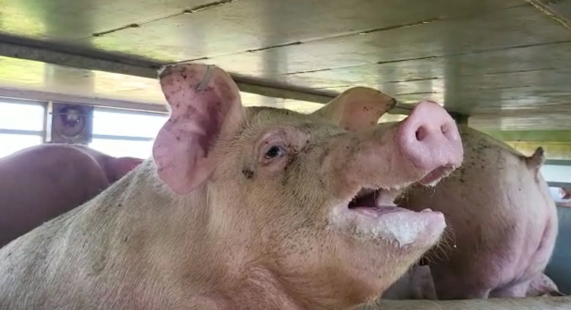Afbeelding van Slachterij Vion laat varkens opnieuw in kokend hete vrachtwagens creperen