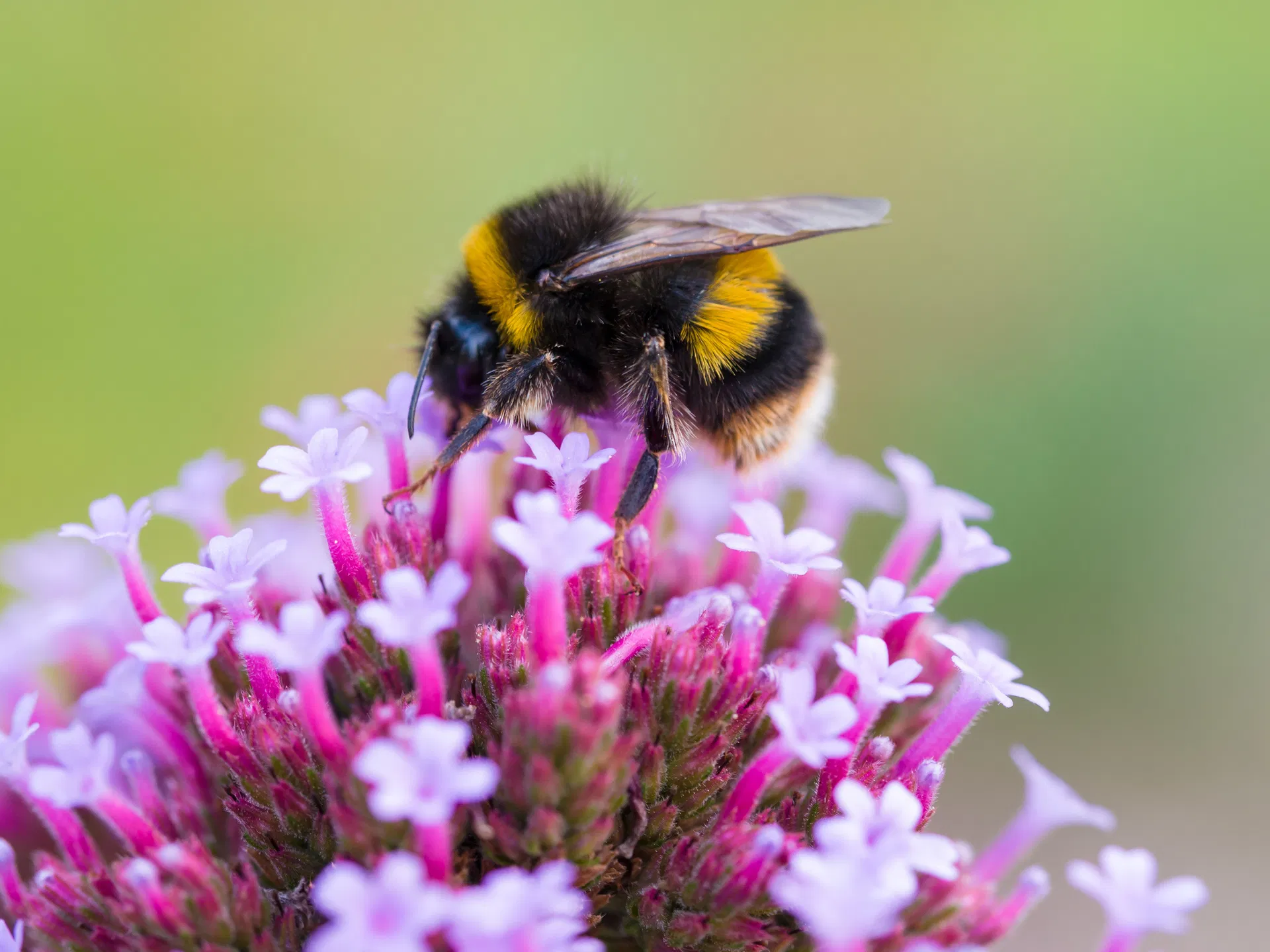 Afbeelding van Insecten sterven wereldwijd in hoog tempo uit, rampzalig voor natuur