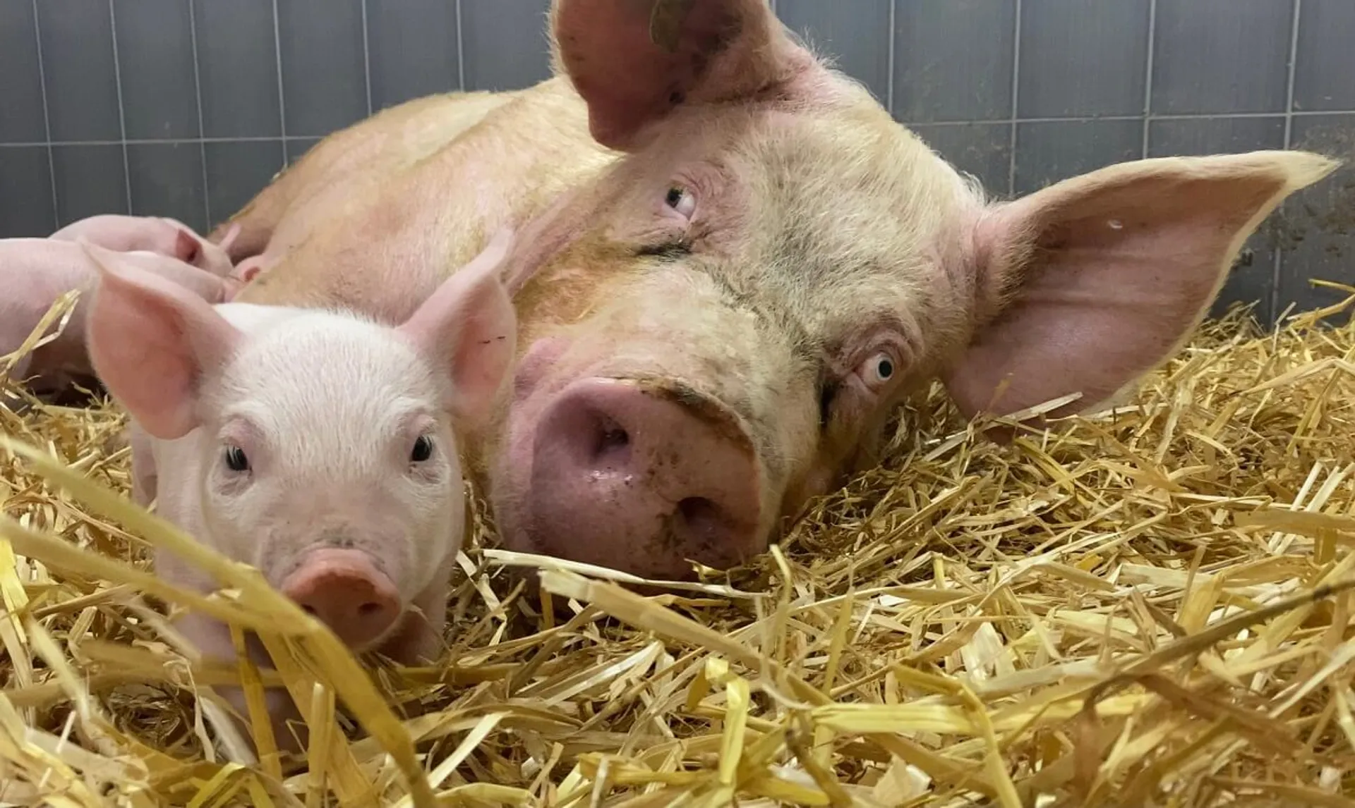 Afbeelding van Het leven waar ieder varken recht op zou moeten hebben