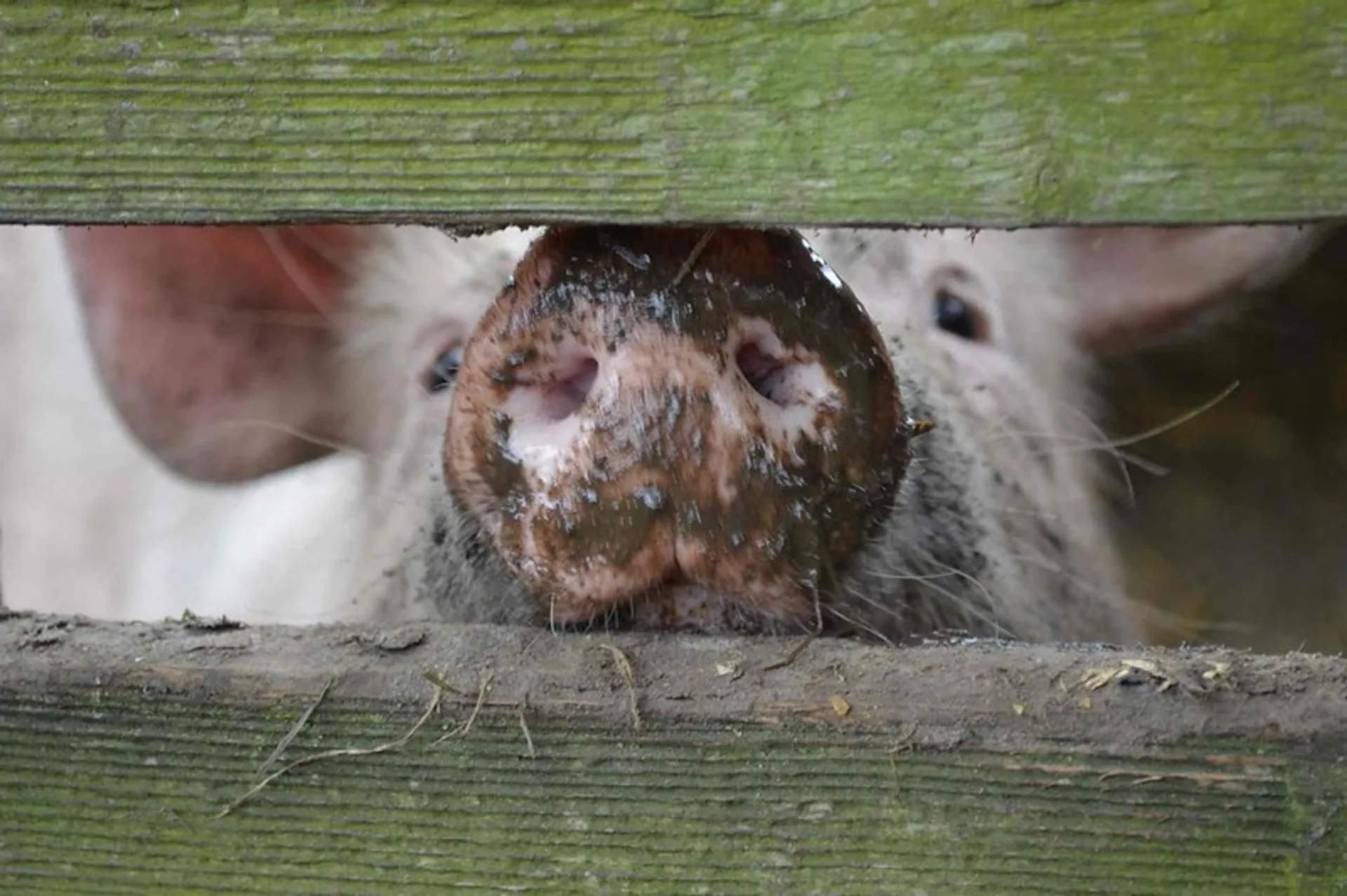 Afbeelding van Kabinet: biedt peelboeren nieuw perspectief en rechten voor rechten