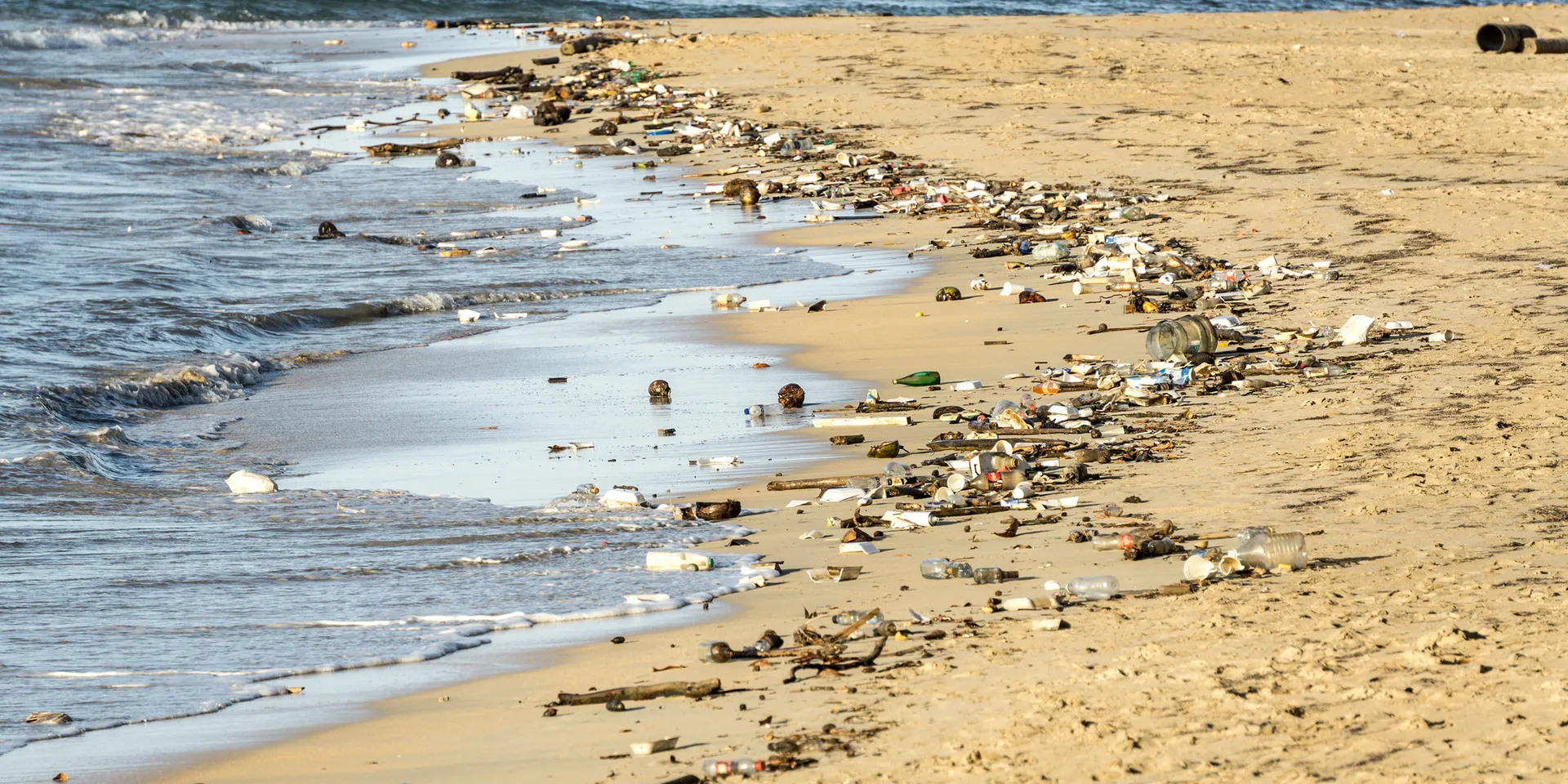 Afbeelding van Hersenen van plastic