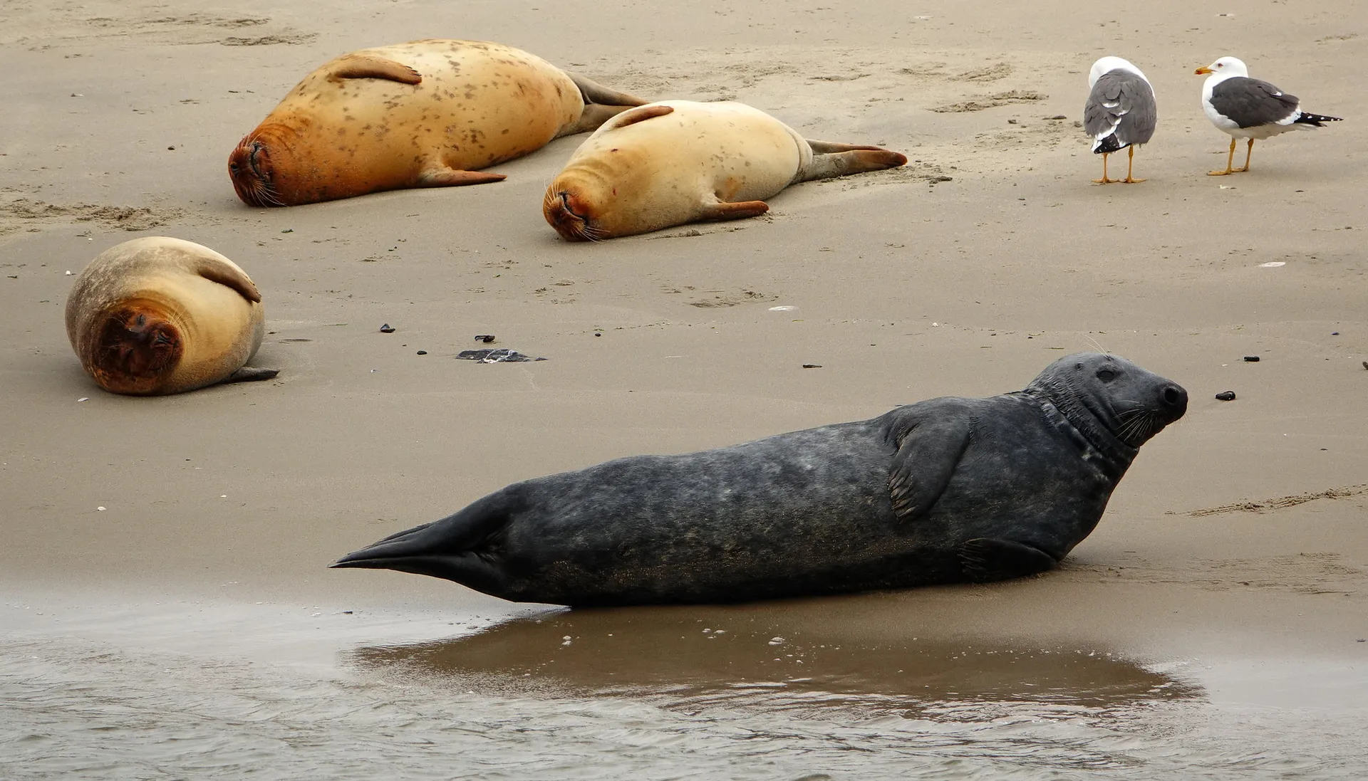 Afbeelding van Petitie tegen Formule 1-teams door reservaat 45.000 keer ondertekend