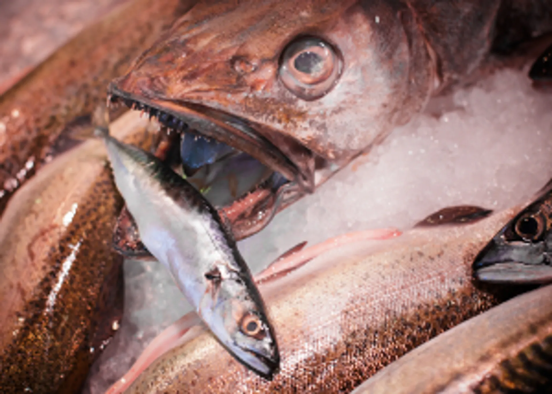 Afbeelding van Australische bosbranden: na de koala's sterven nu de vissen massaal