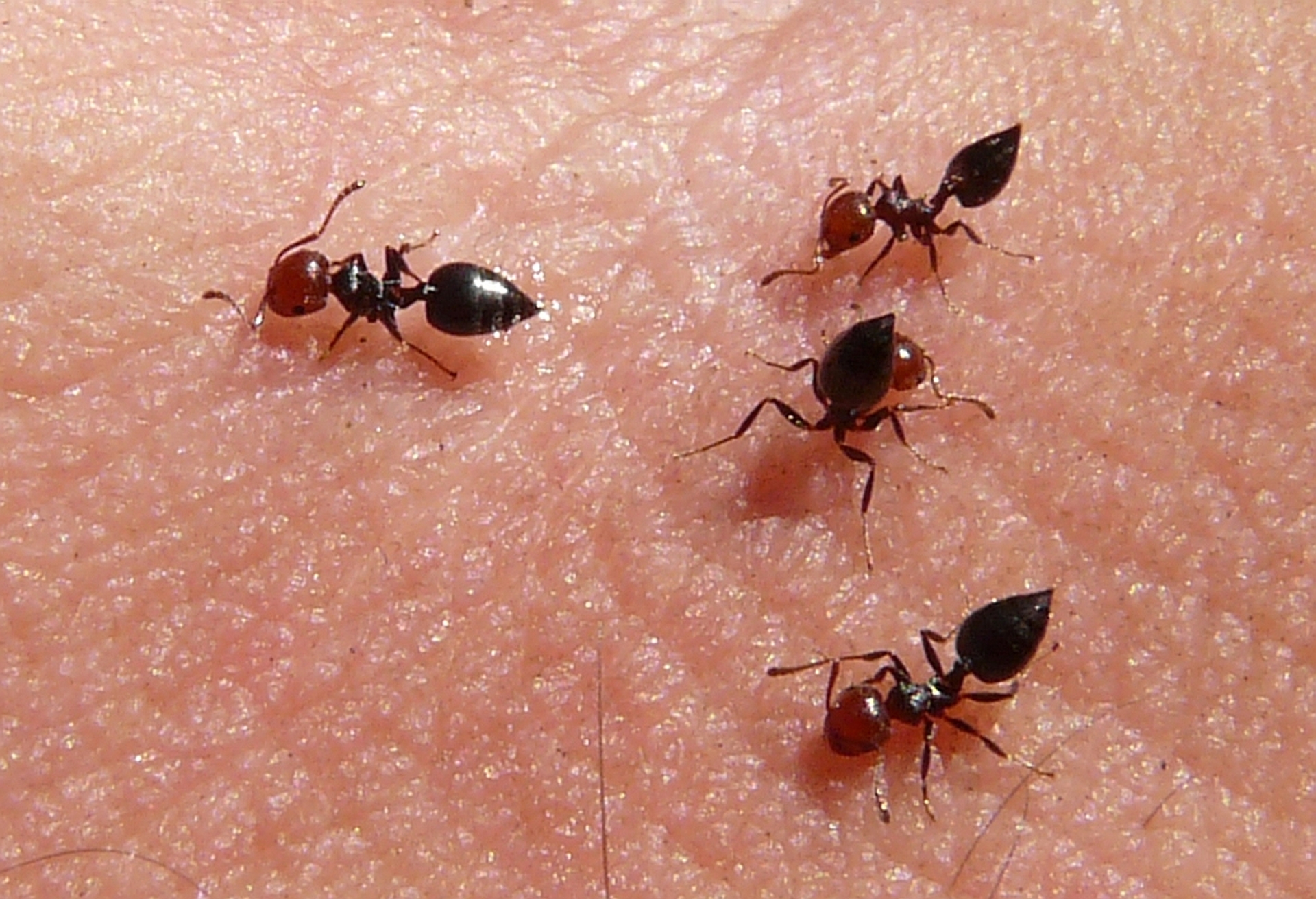 Afbeelding van Deze mierensoort rukt door klimaatverandering op in Nederlandse steden, kolonies kunnen 20 jaar worden