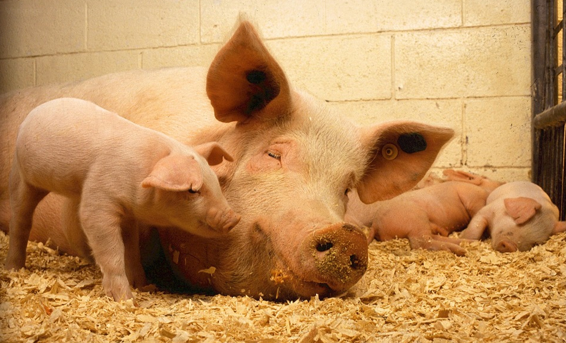Afbeelding van 2100 varkens gestikt in Maarheeze