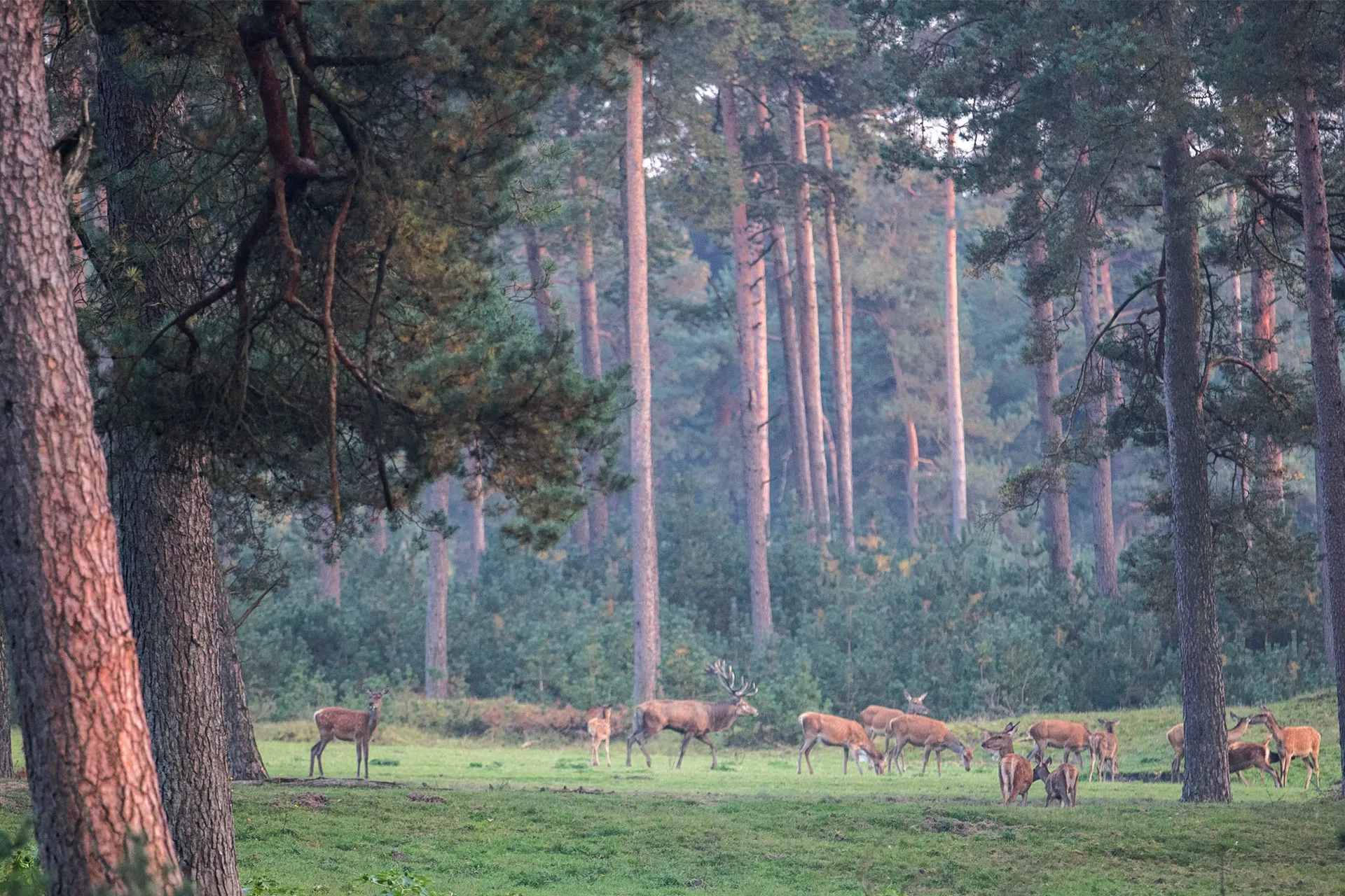 Stikstofcrisis gratis kerstboom ophalen in park De Hoge Veluwe Joop