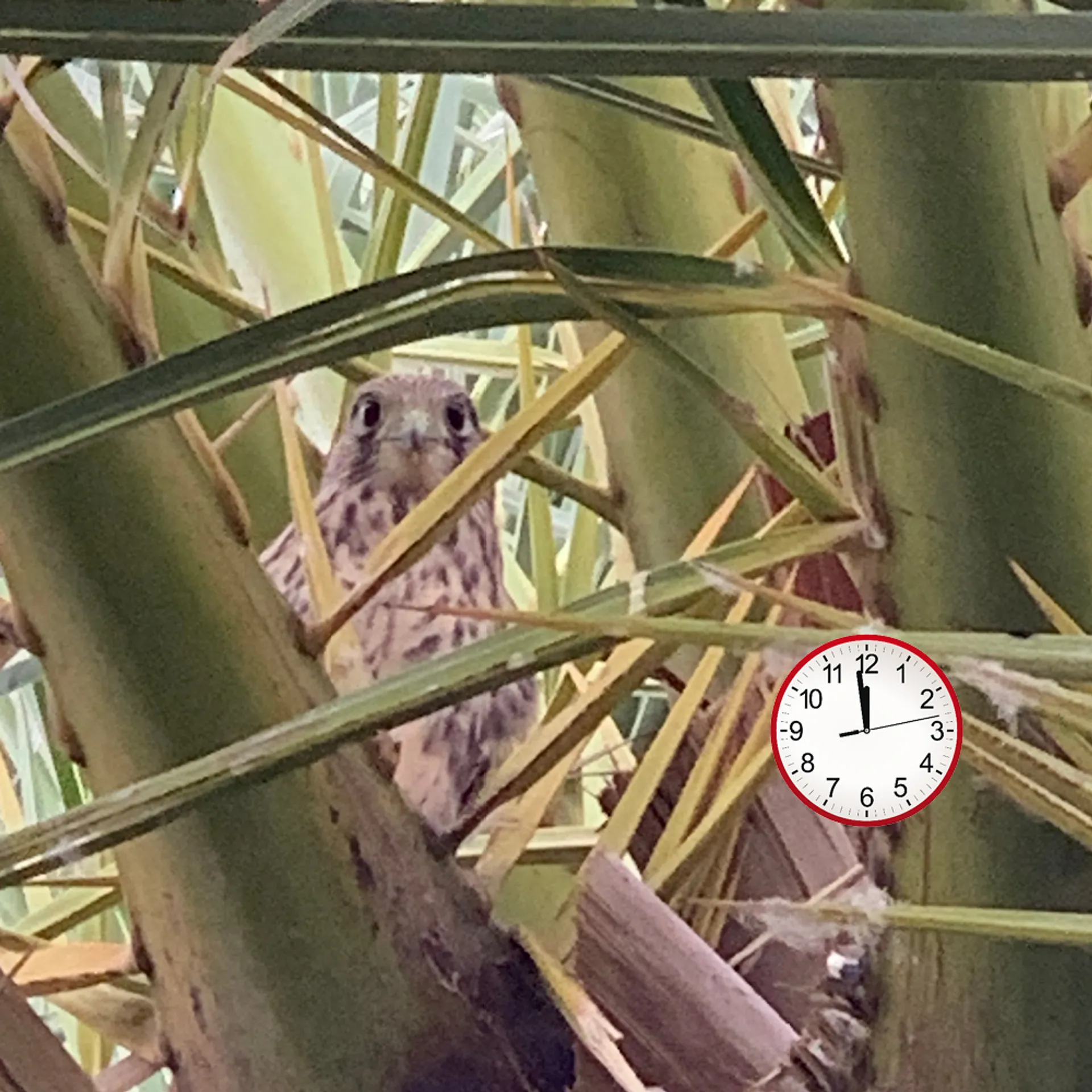 Afbeelding van Carola, kom op, red de natuur