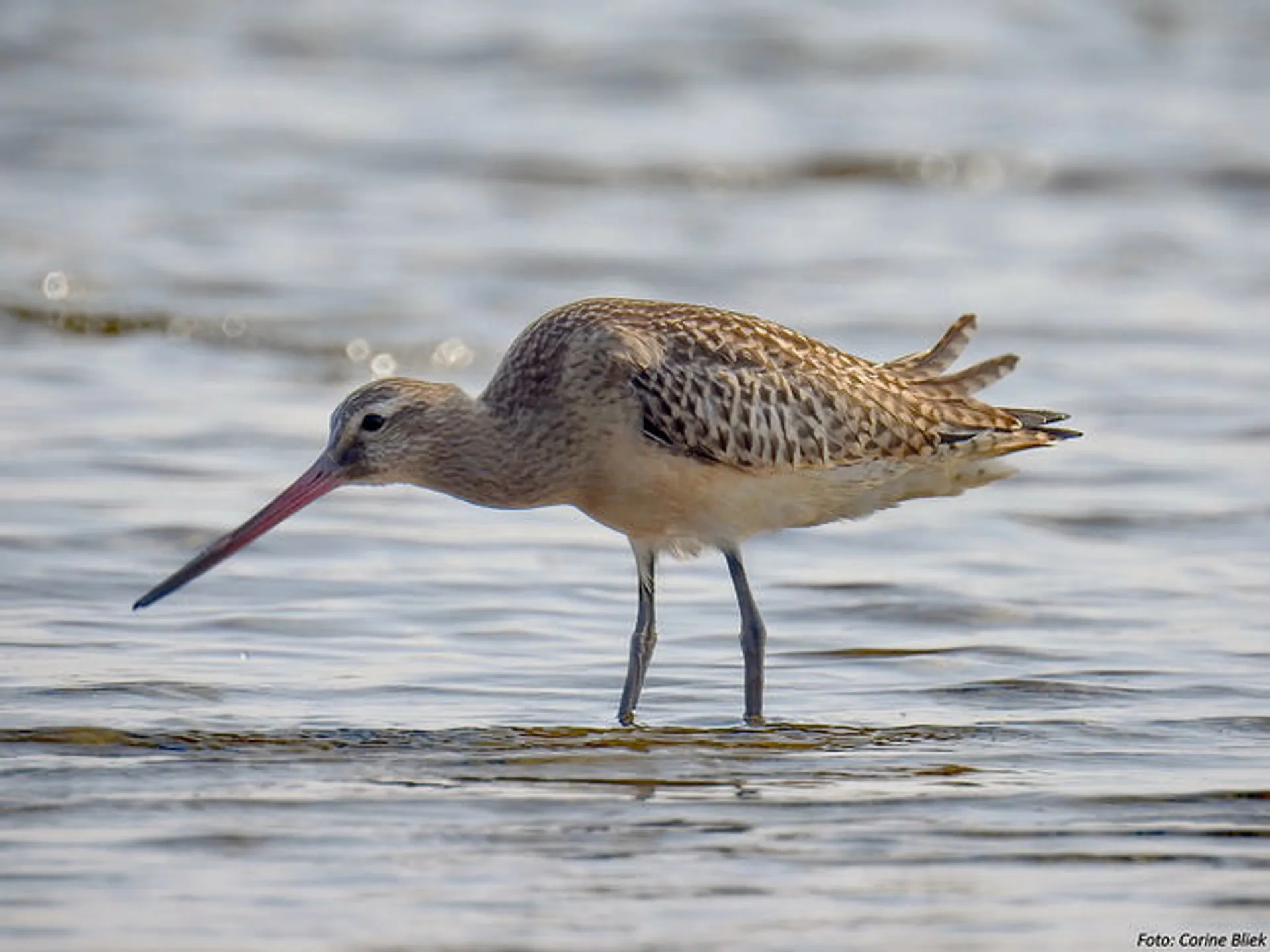 Afbeelding van Petitie om met uitsterven bedreigde populatie weidevogels te redden