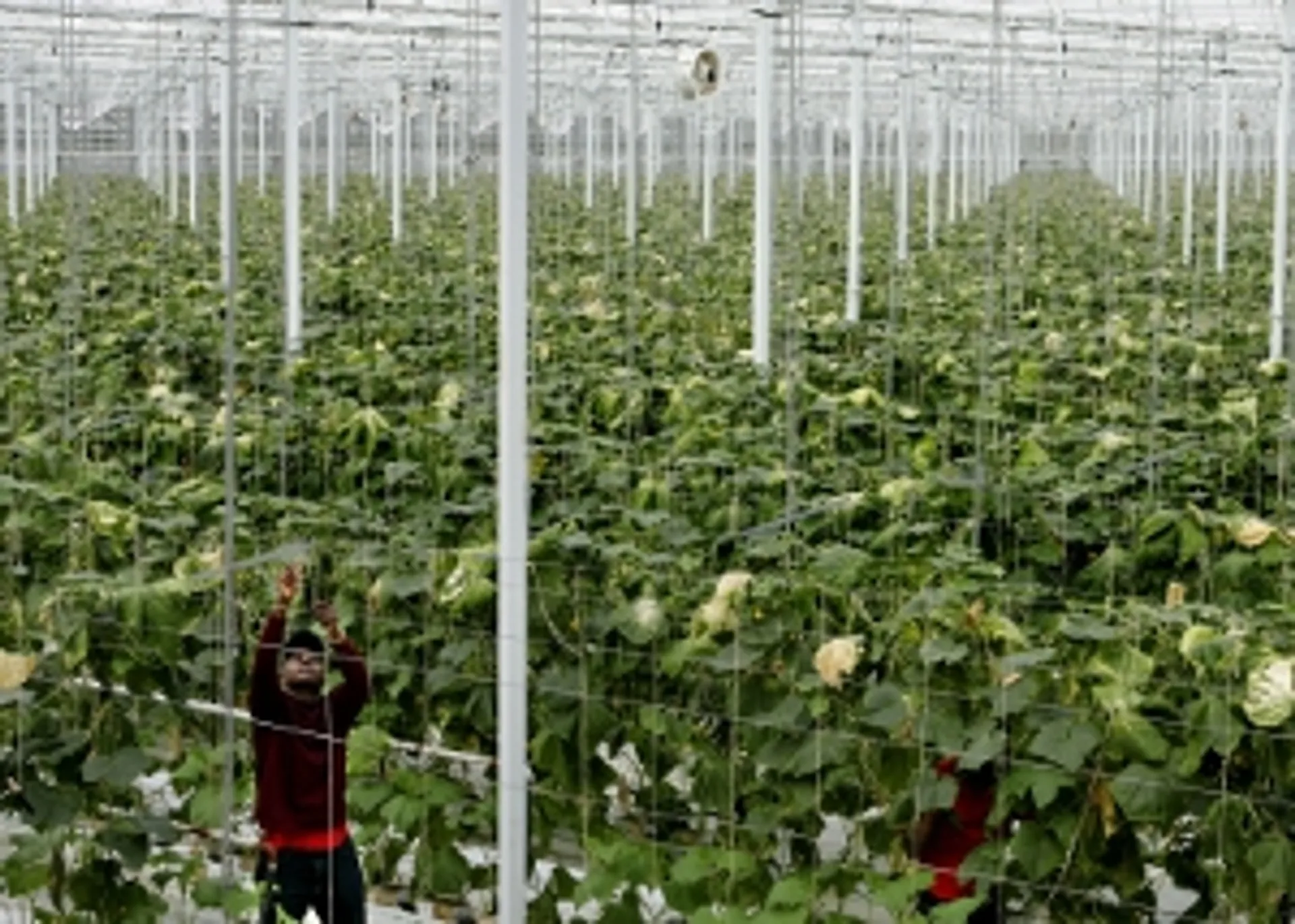 Rotterdamse werklozen worden te werk gesteld in Westlandse kassen