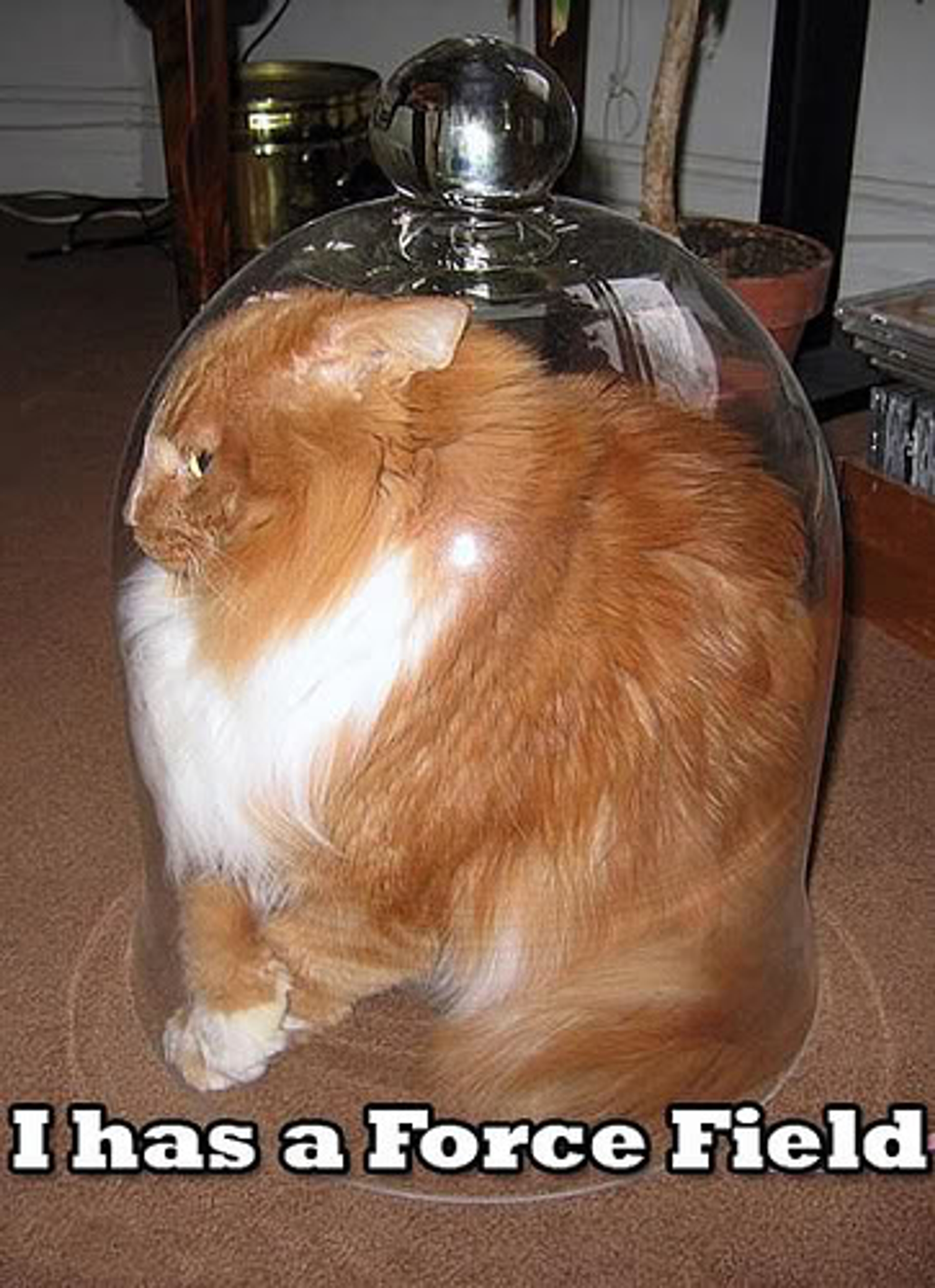 lol-cats_forcefield