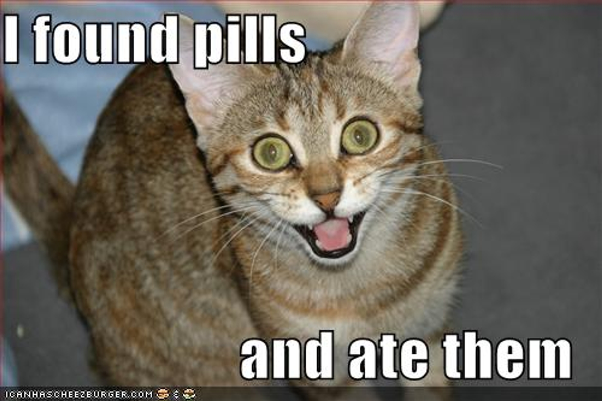 Best-LOLcats-8