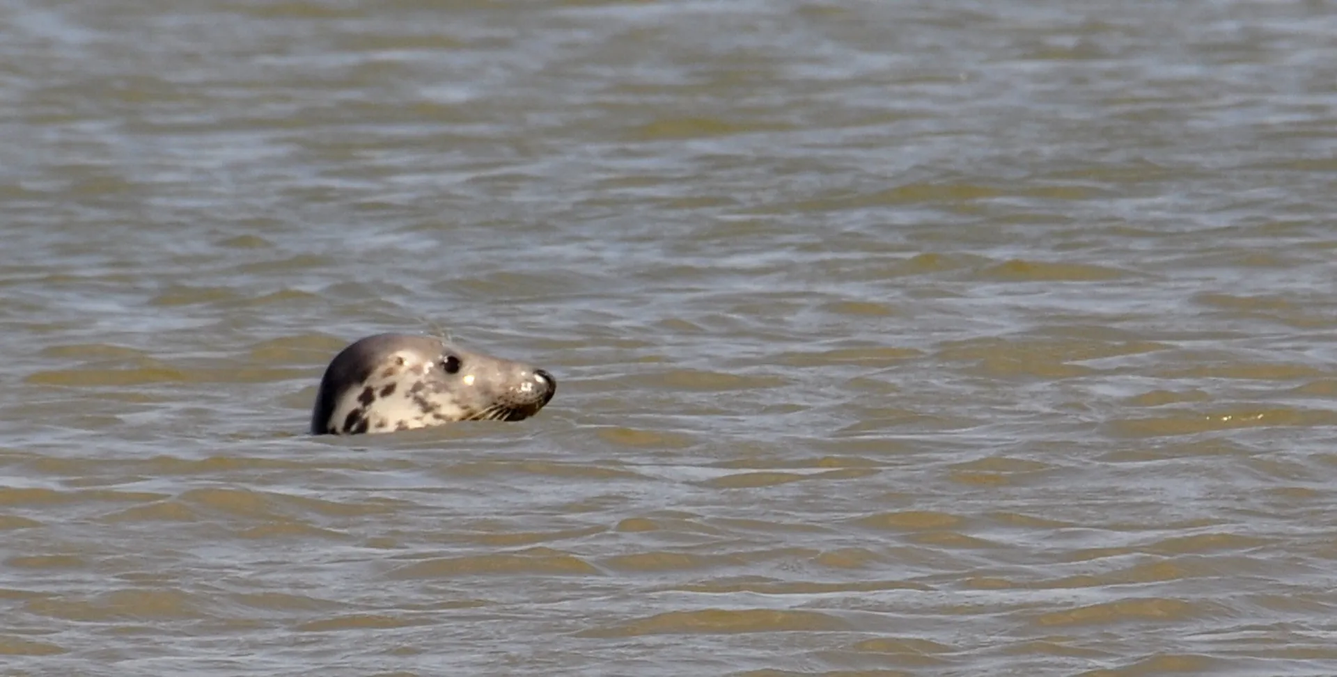 Afbeelding van Zeehondenakkoord houdt te weinig rekening met zeehonden