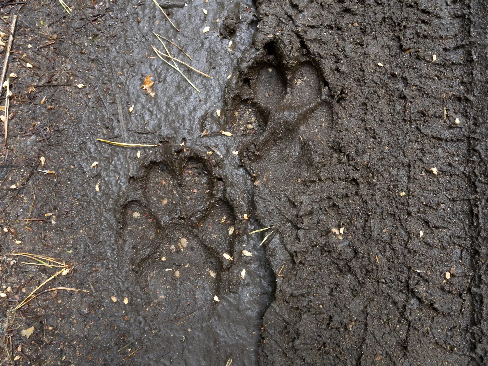 Afbeelding van Natuurmonumenten start campagne 'Wennen aan de wolf'