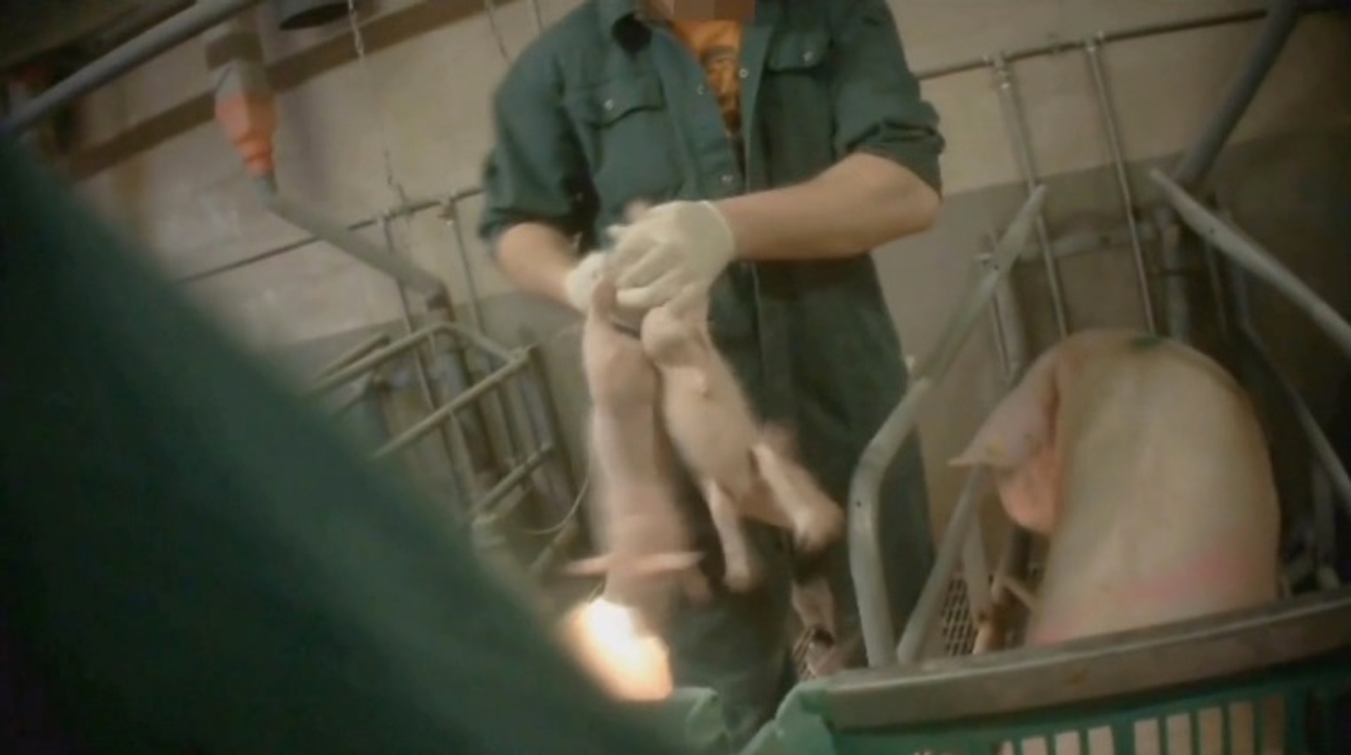 Afbeelding van Undercover beelden: nog steeds ernstige dierenmishandeling in vleesindustrie