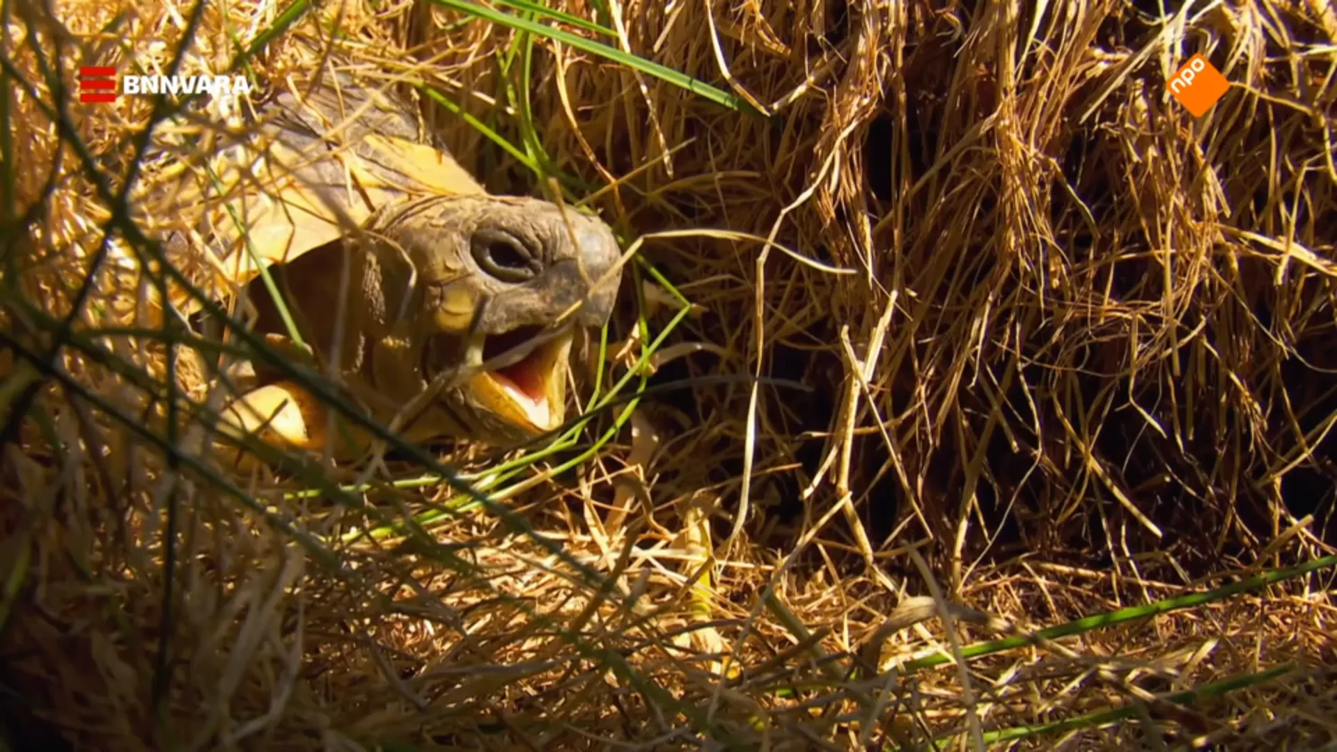 Afbeelding van Europese natuurfilm 'Terug in het Wild' stemt hoopvol