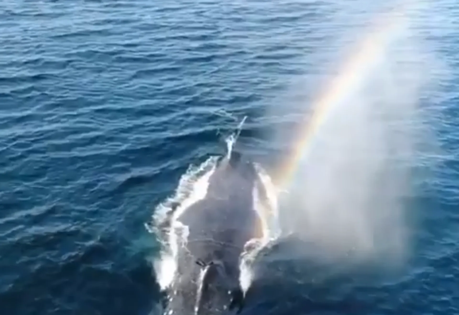 Afbeelding van Aan het eind van de regenboog vind je... een walvis!