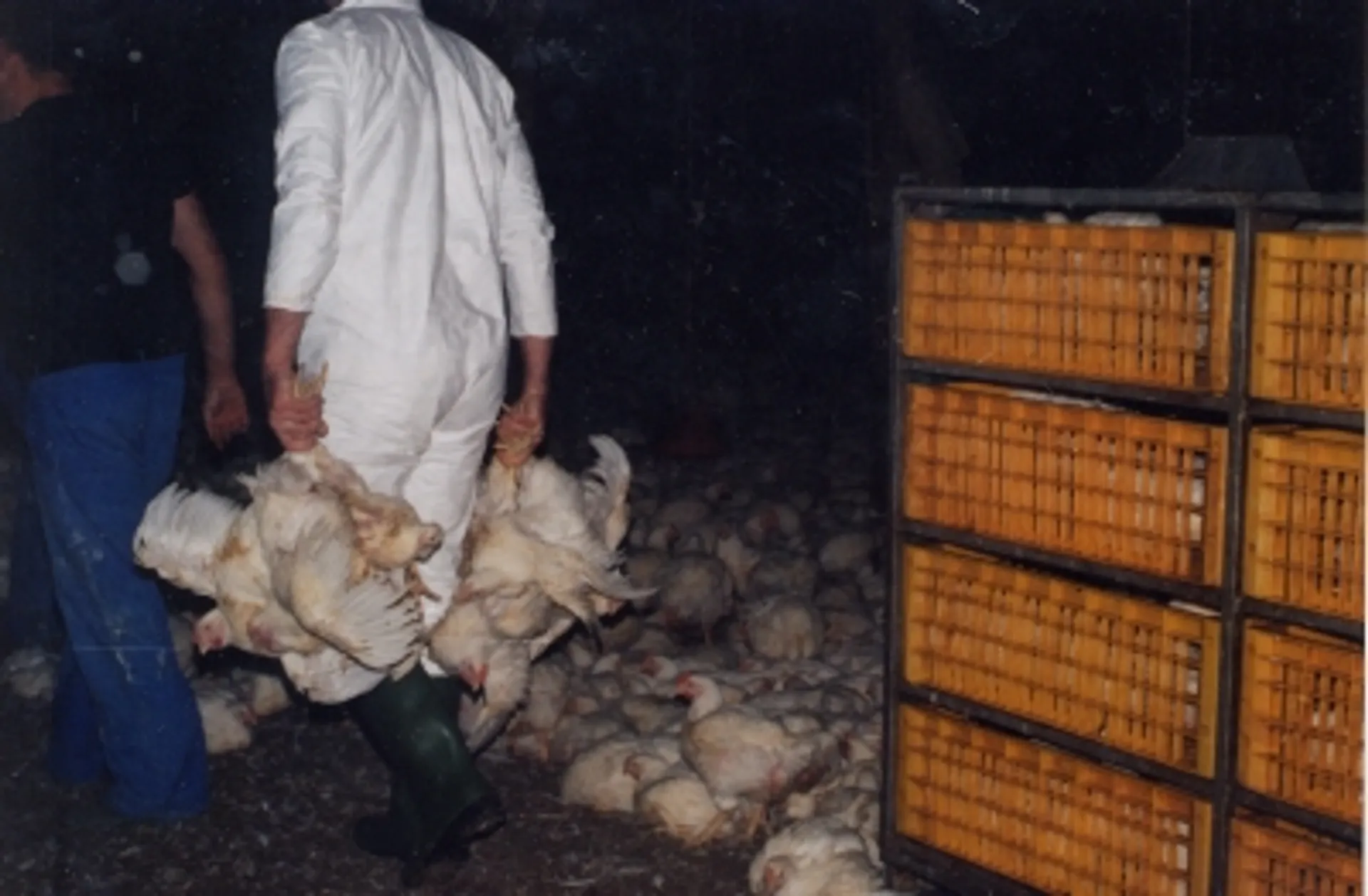 Afbeelding van Dierenartsen in opstand tegen 'erbarmelijke omstandigheden' veehouderij