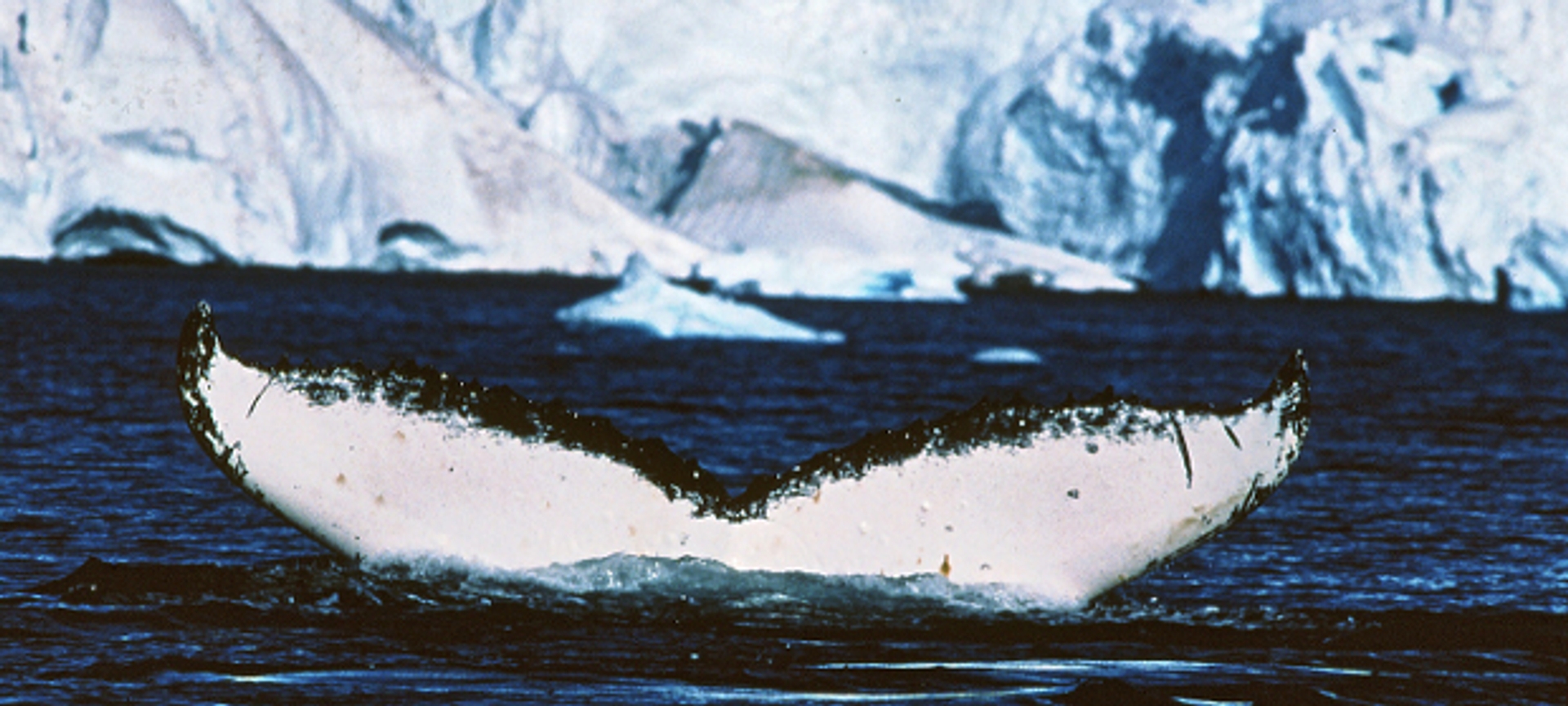 Flickr_walvis_Antartic_and_Southern_Ocean_Coalition_620