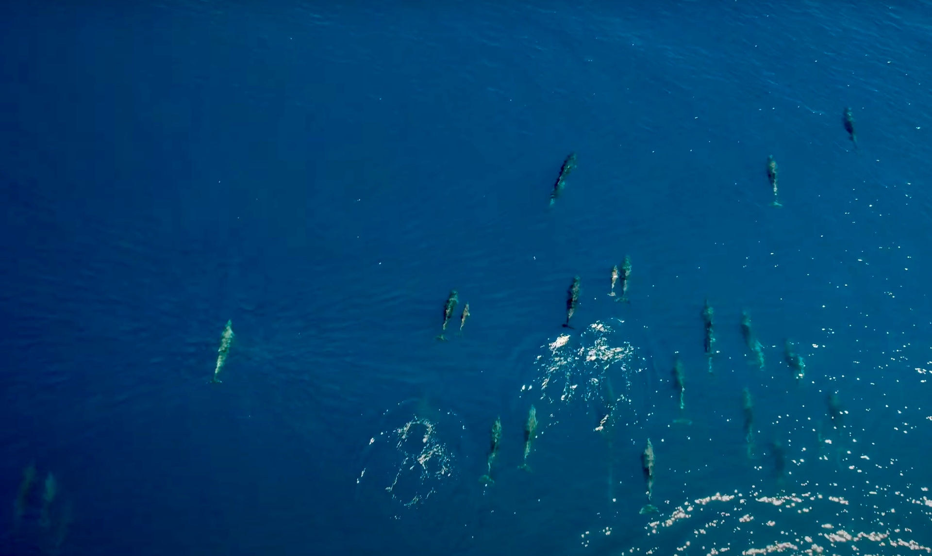 Afbeelding van Drone filmt ongekend grote groep dolfijnen voor de kust van Griekenland