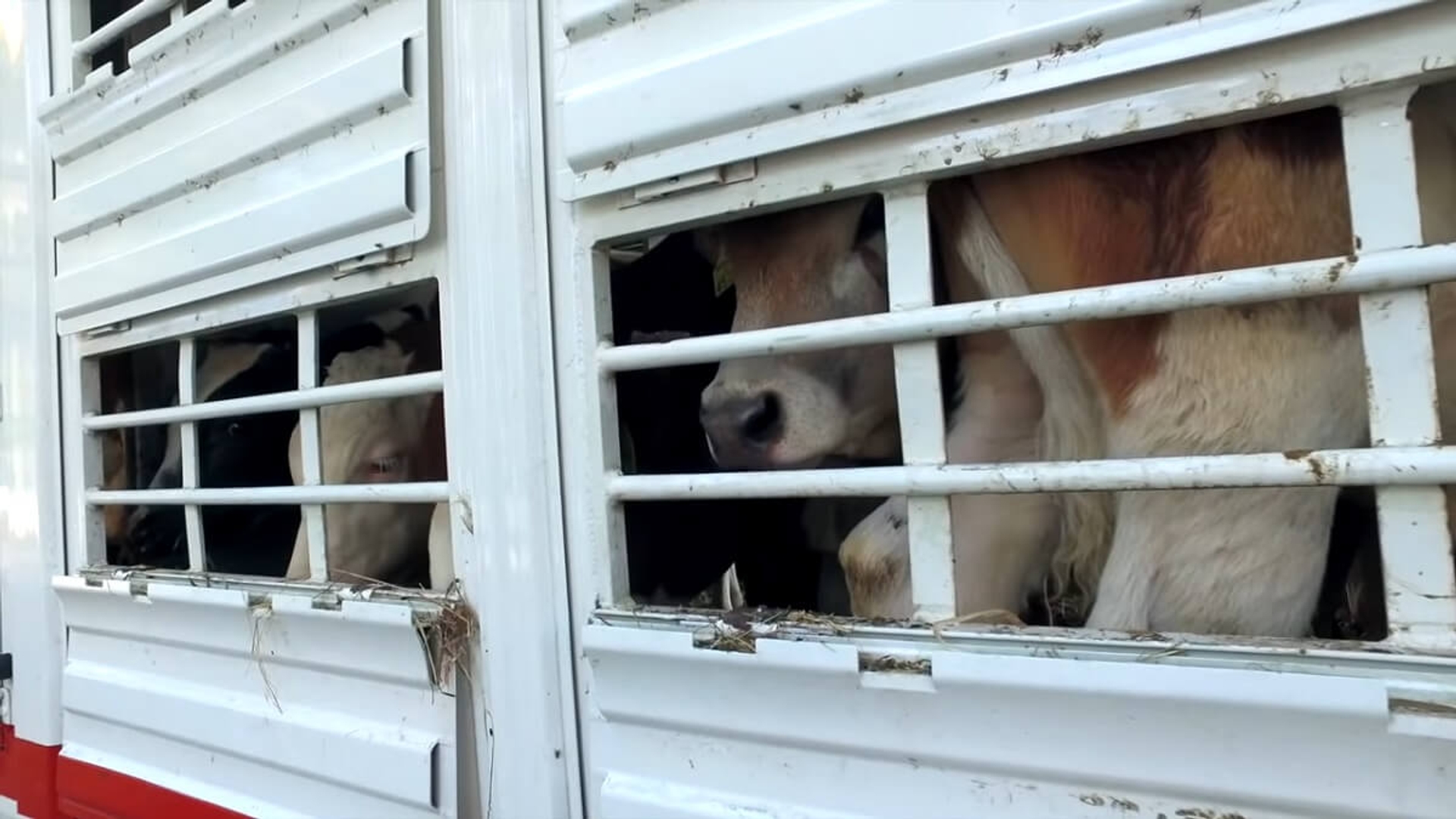 animalstoday-veetransport-naar-Turkije-2-screenshot-video-Animals-Today-YT