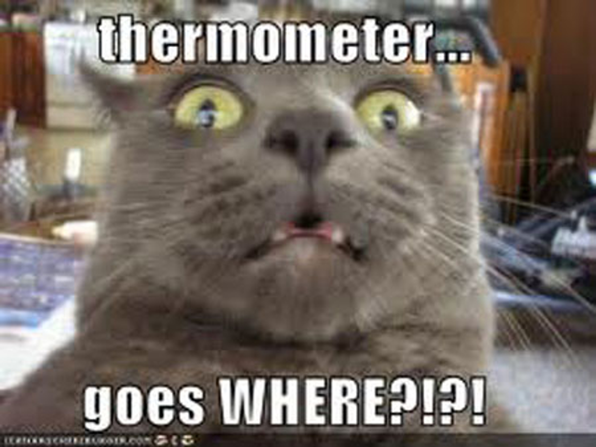 lolcat-thermometer