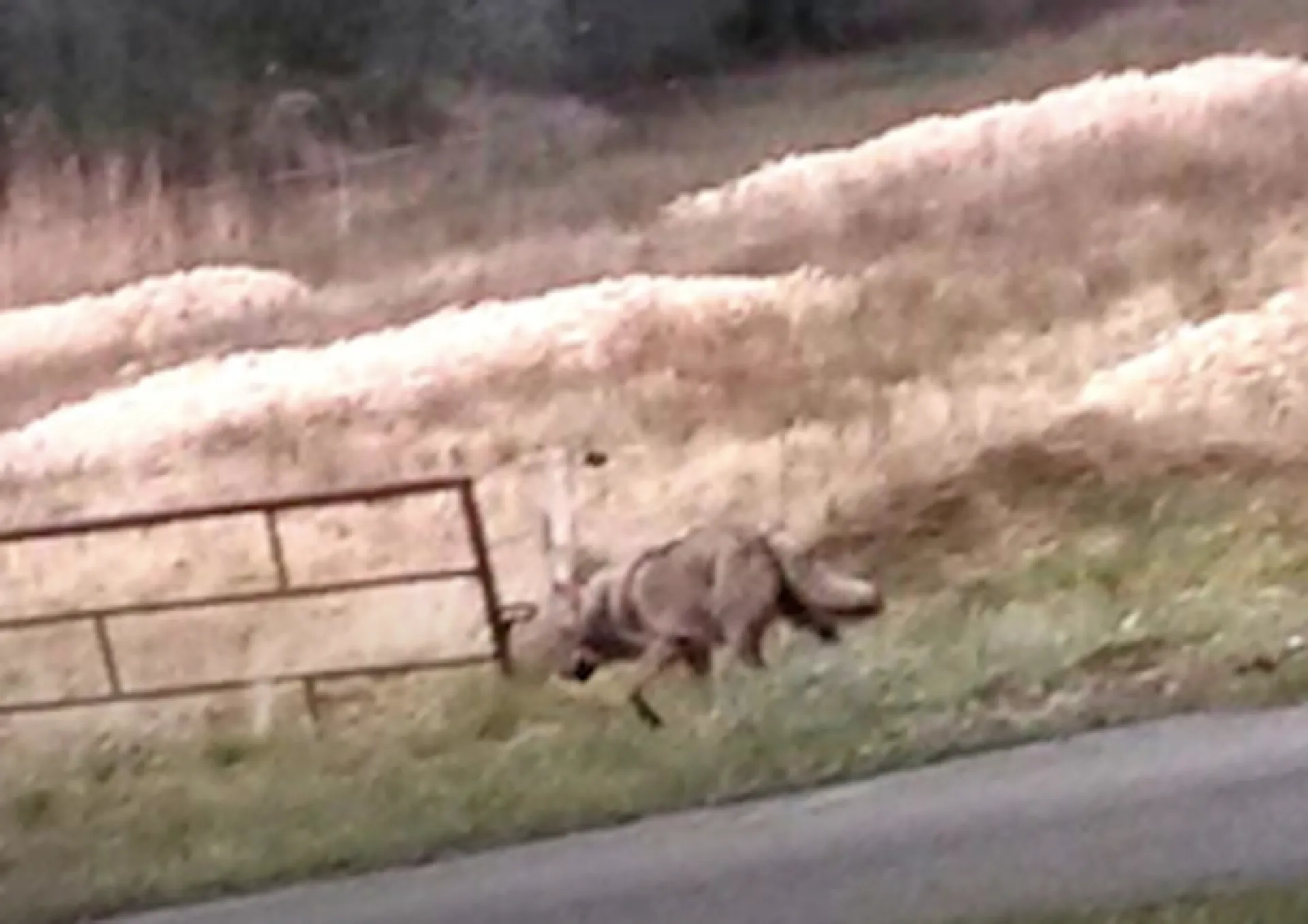 Afbeelding van De wolf is terug in Nederland