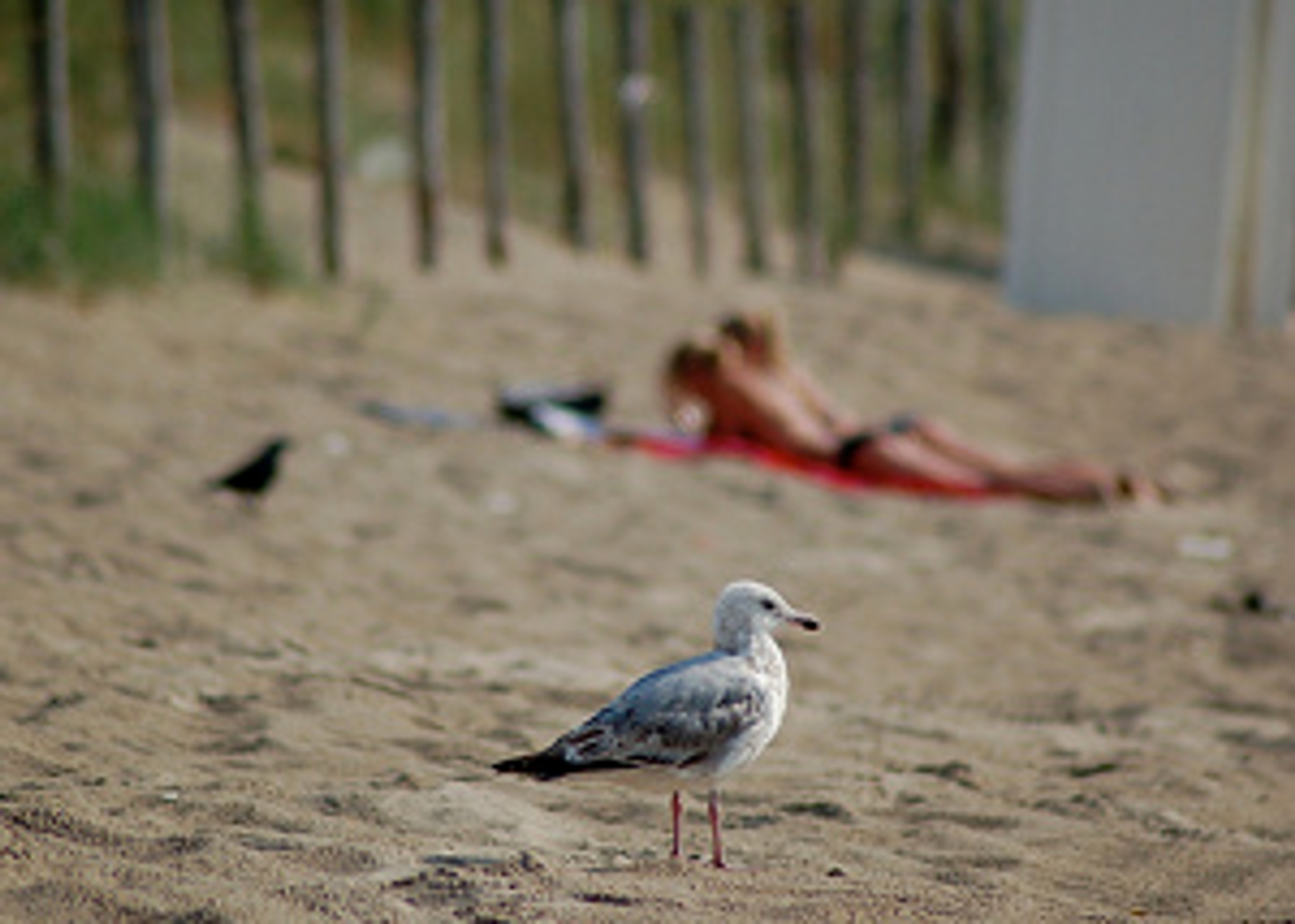 Noordwijk Mag Stemmen Op Strand Joop Bnnvara