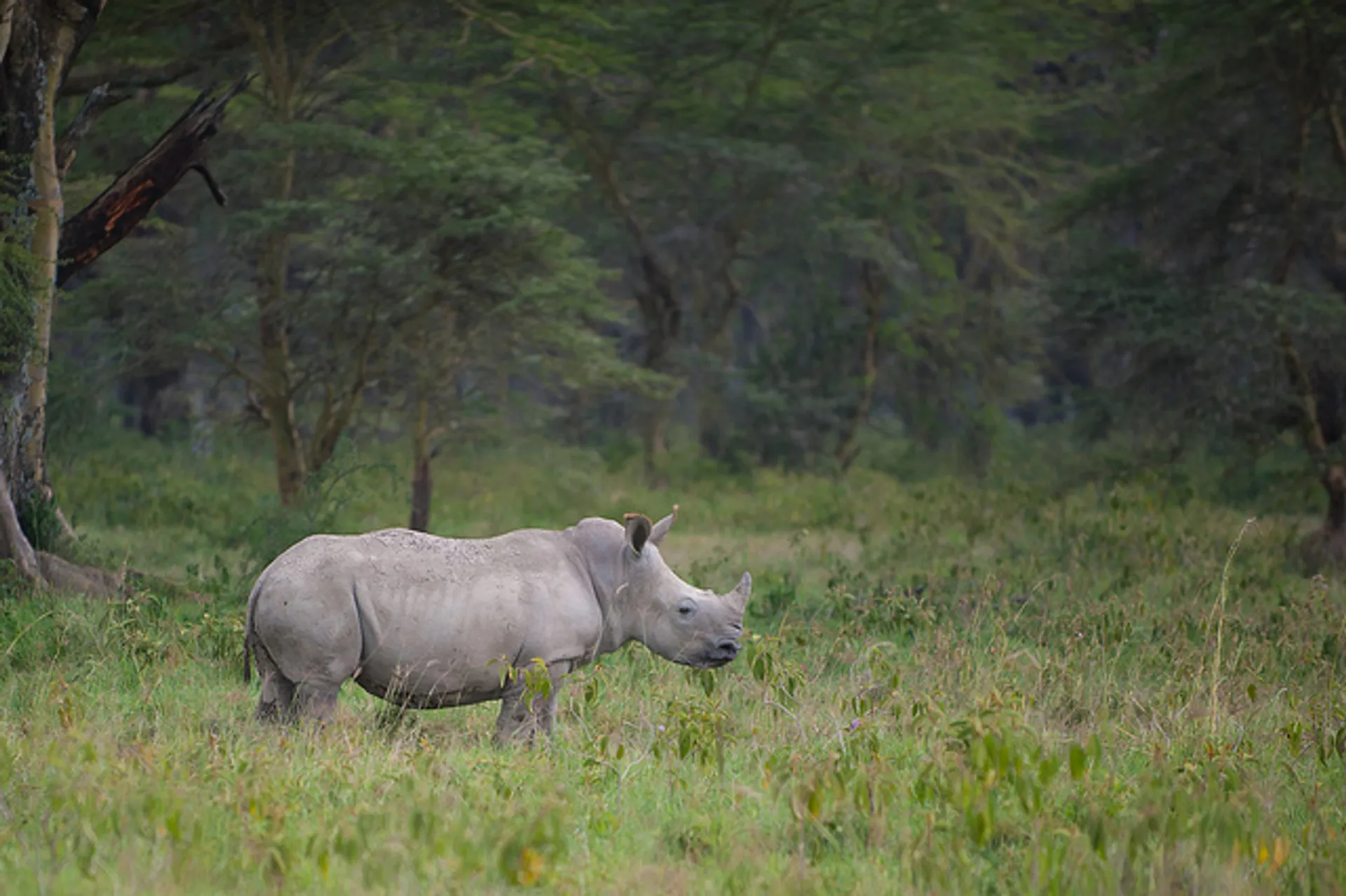 Afbeelding van Doodstraf voor stropen in Kenia