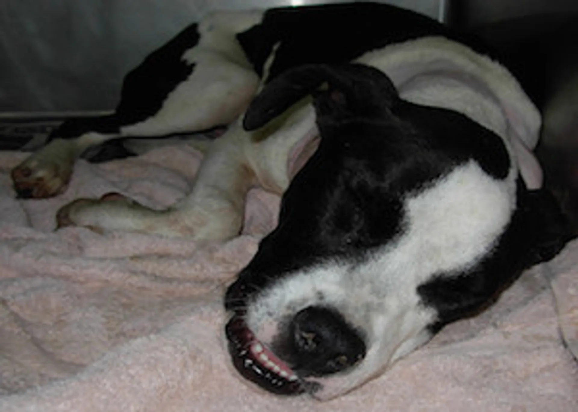 Afbeelding van Stop huiselijk geweld tegen het dier