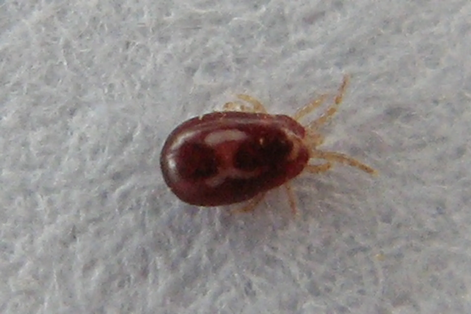 Dermanyssus_gallinae_mite