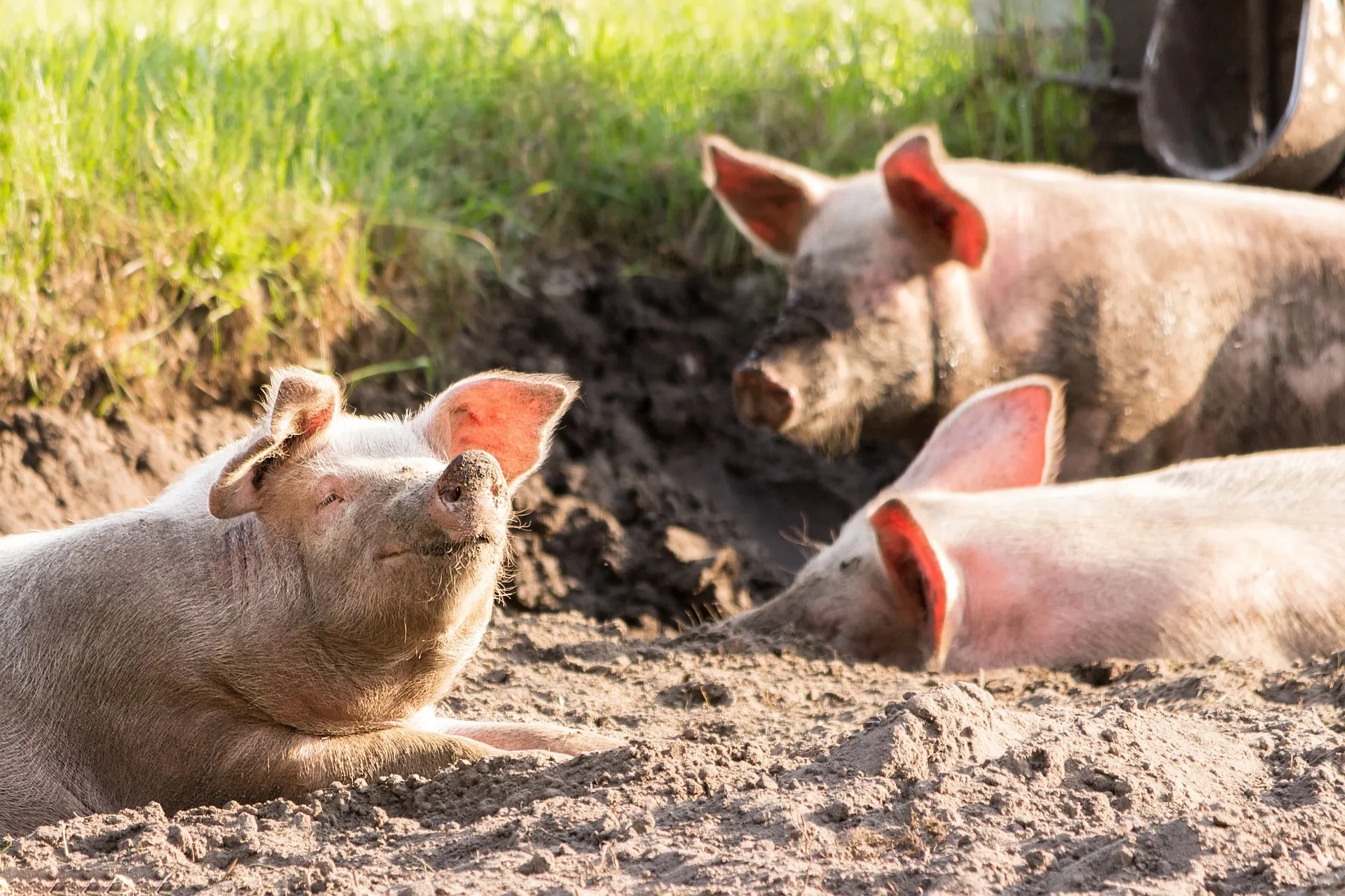 Afbeelding van Landbouwsysteem van steeds meer voor steeds minder is doorgeschoten