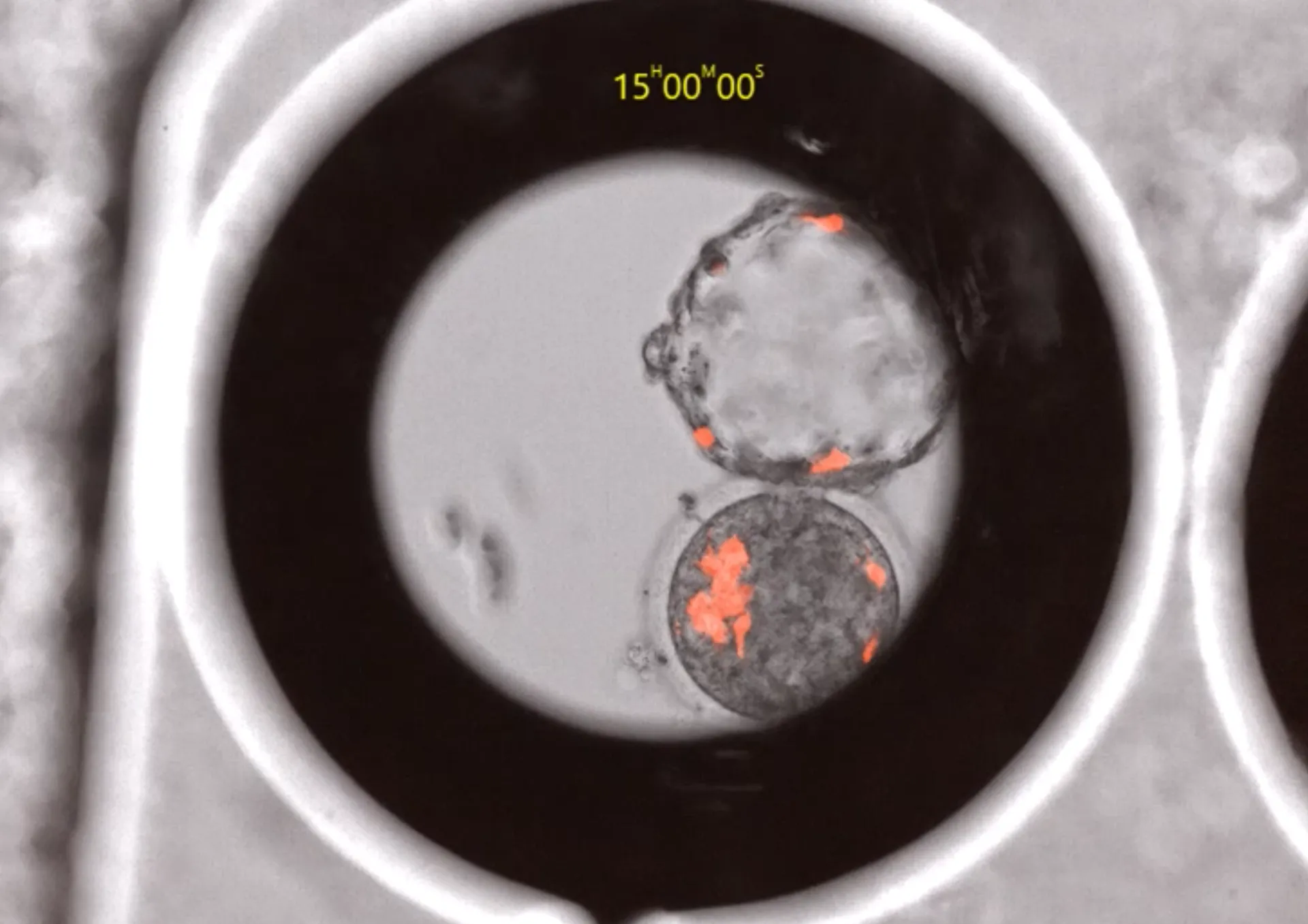 Afbeelding van Wetenschappers creëren hybride aap-mens-embryo