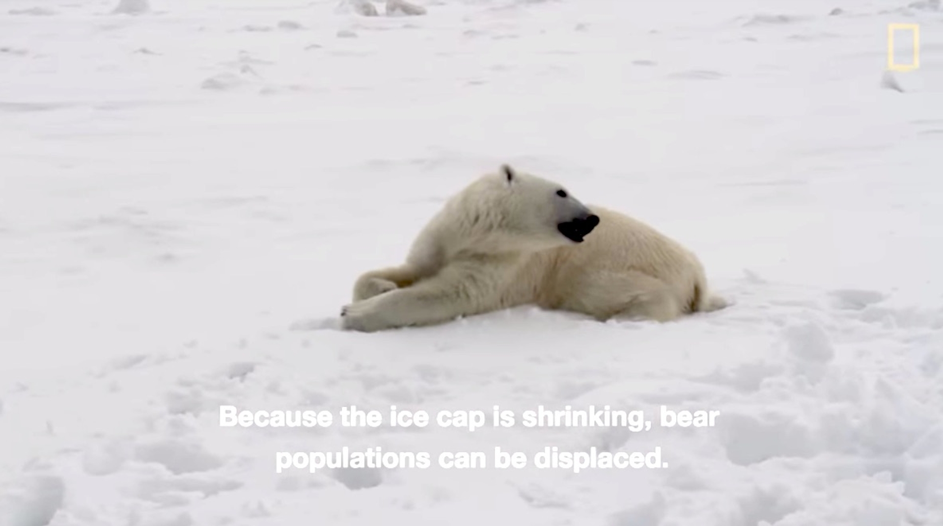 Afbeelding van Klimaatverandering: IJsberen teisteren bevolking Nova Zembla