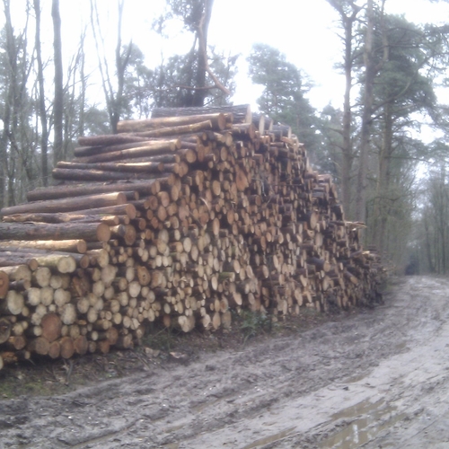 Bossen worden vanwege energiecrisis geplunderd door houtstropers