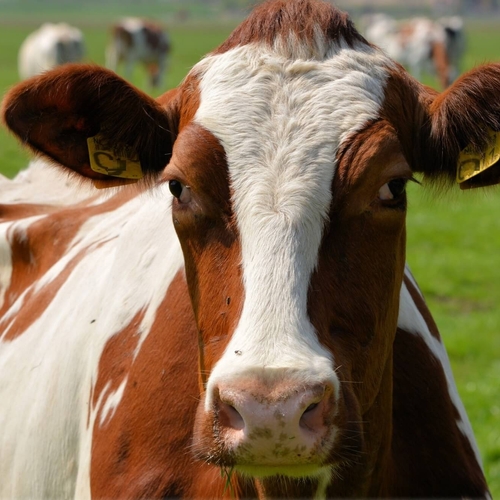 NVWA vertraagt aanpak slacht hoogdrachtige dieren