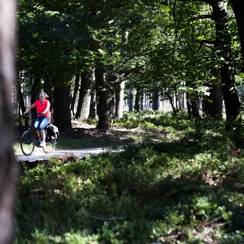 Afbeelding van En weer moet een Veluws bos wijken, terwijl de klimaatcrisis urgenter is dan ooit