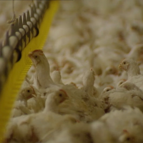 Afbeelding van Al 5 miljoen dieren afgemaakt om Nederlandse kippenindustrie te redden en trekvogels krijgen de schuld