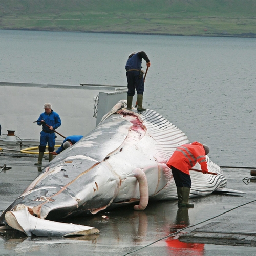 Afkeer van walvisjacht neemt toe op IJsland, Björk leidt het verzet