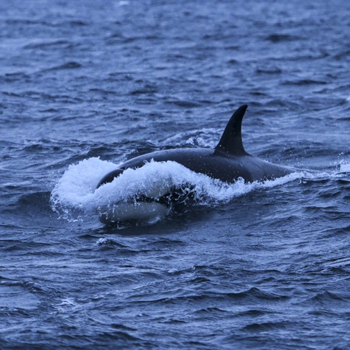 Orka belaagt zeiljacht bij Shetlandeilanden in aanval die verdacht veel lijkt op die in Zuid-Europa