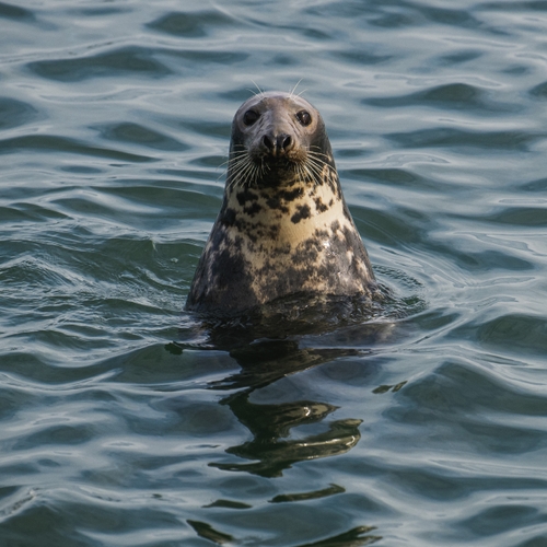 Frustratie om zeehond die zich in meer heeft verschanst en alle vissen opeet